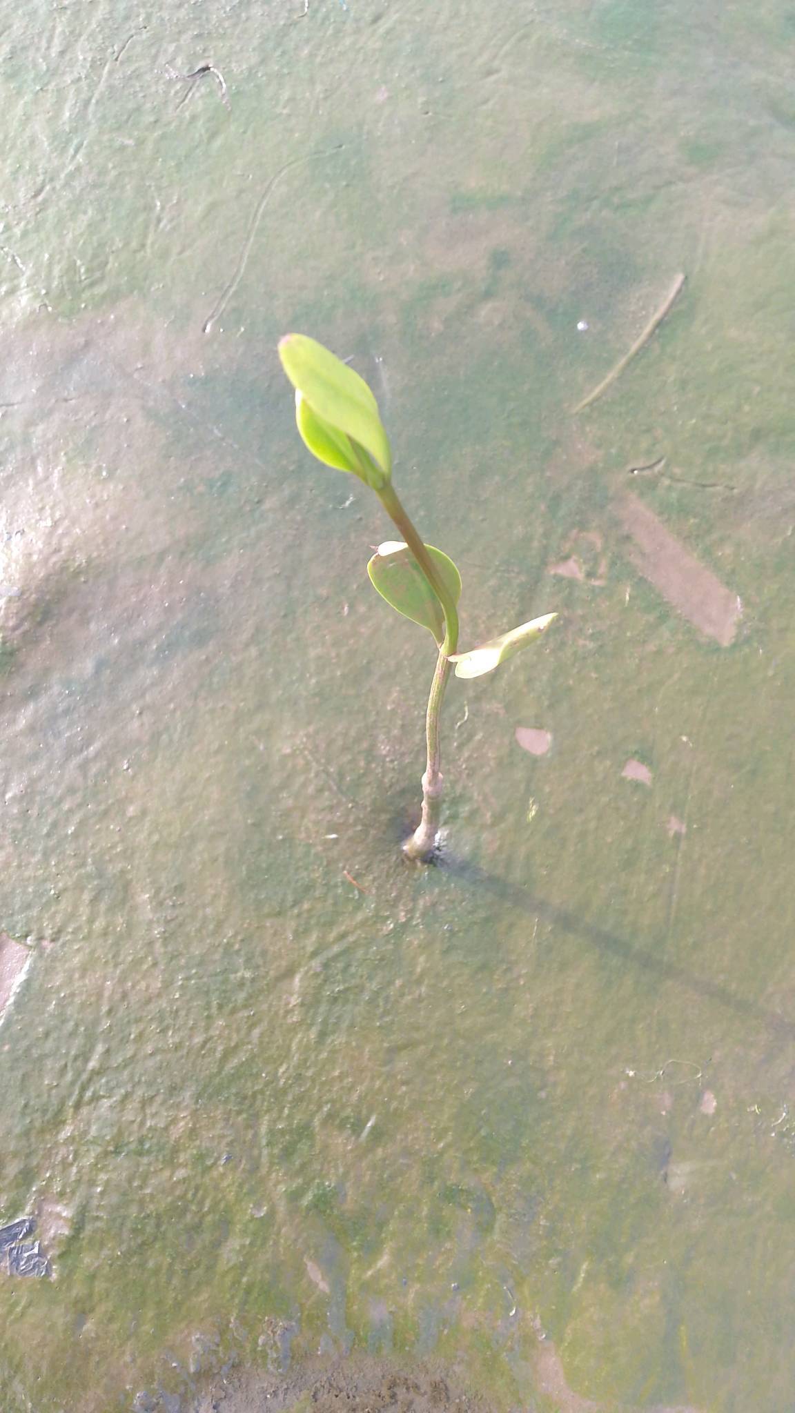 tree