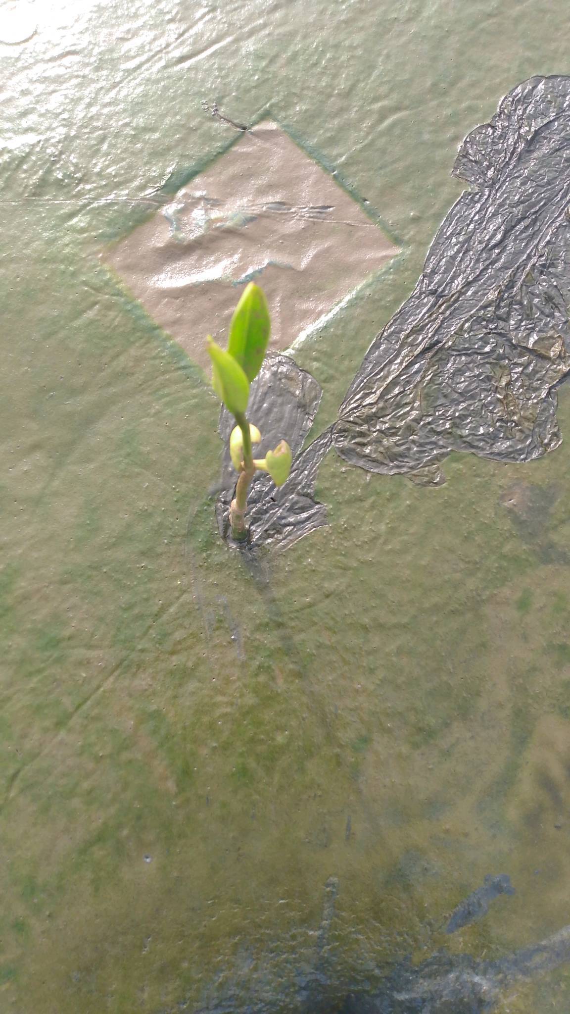 tree