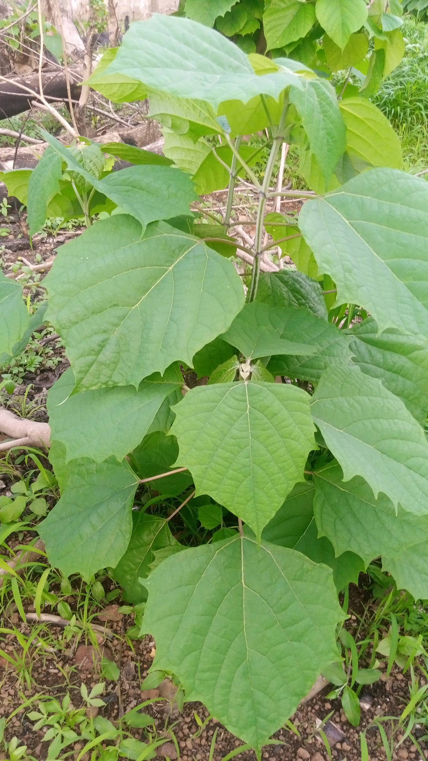 tree