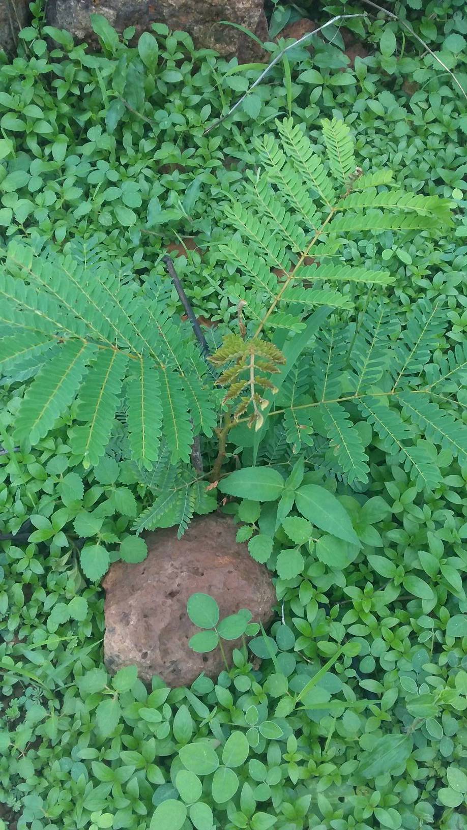 tree