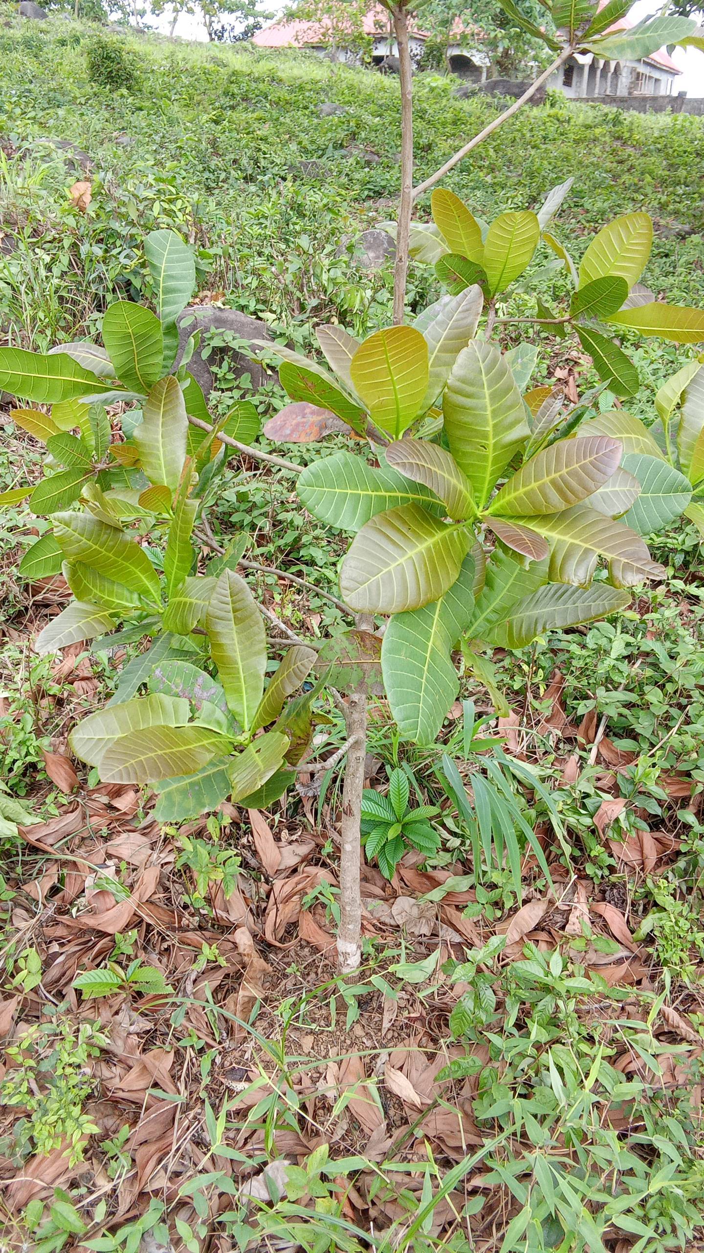 tree