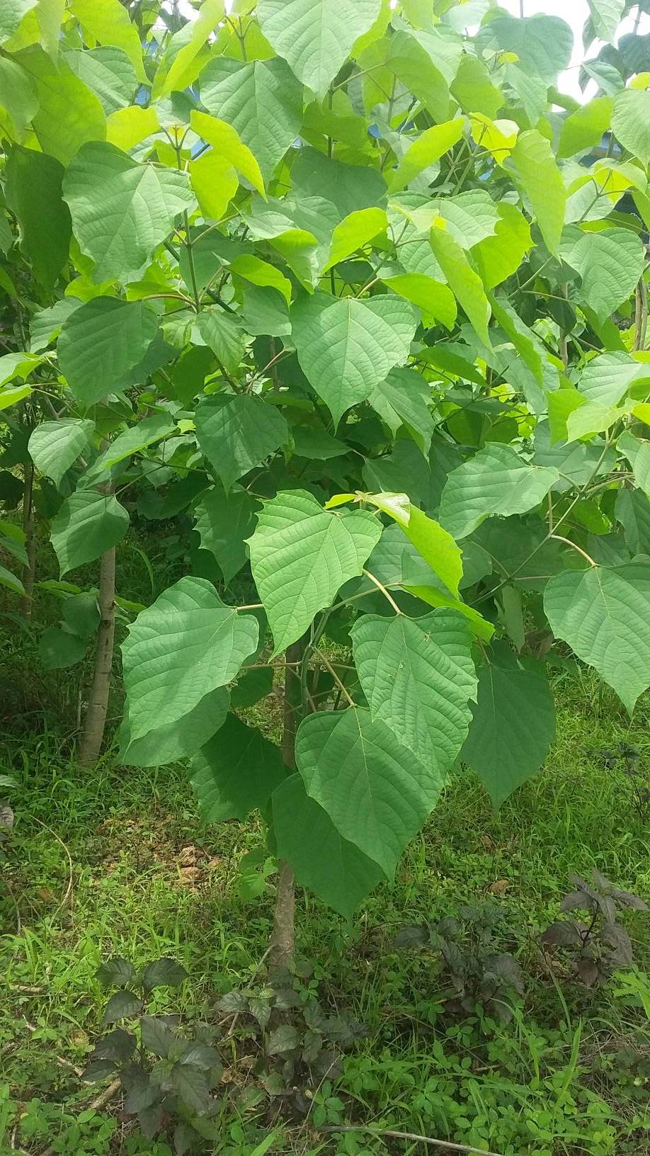 tree