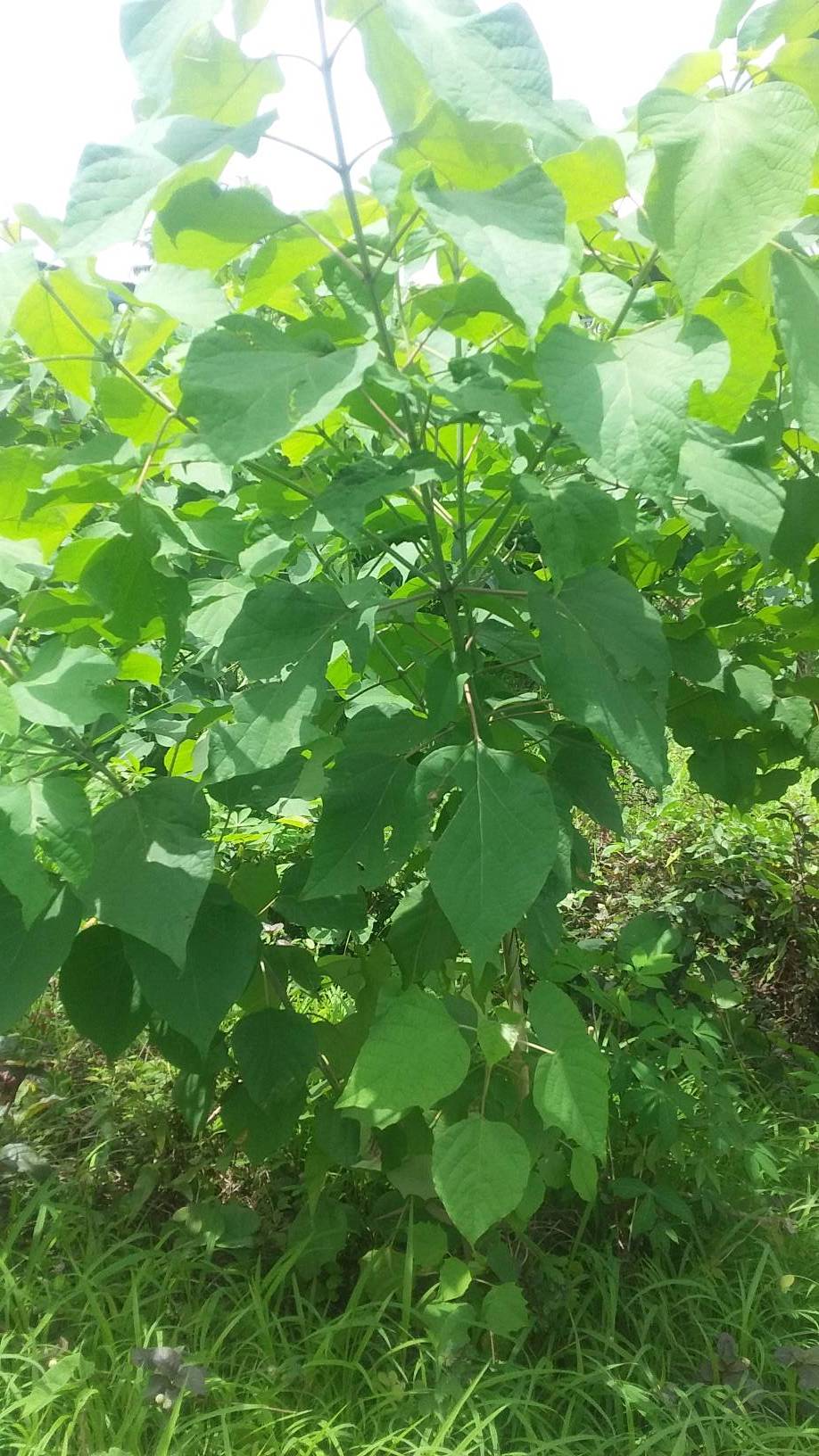 tree