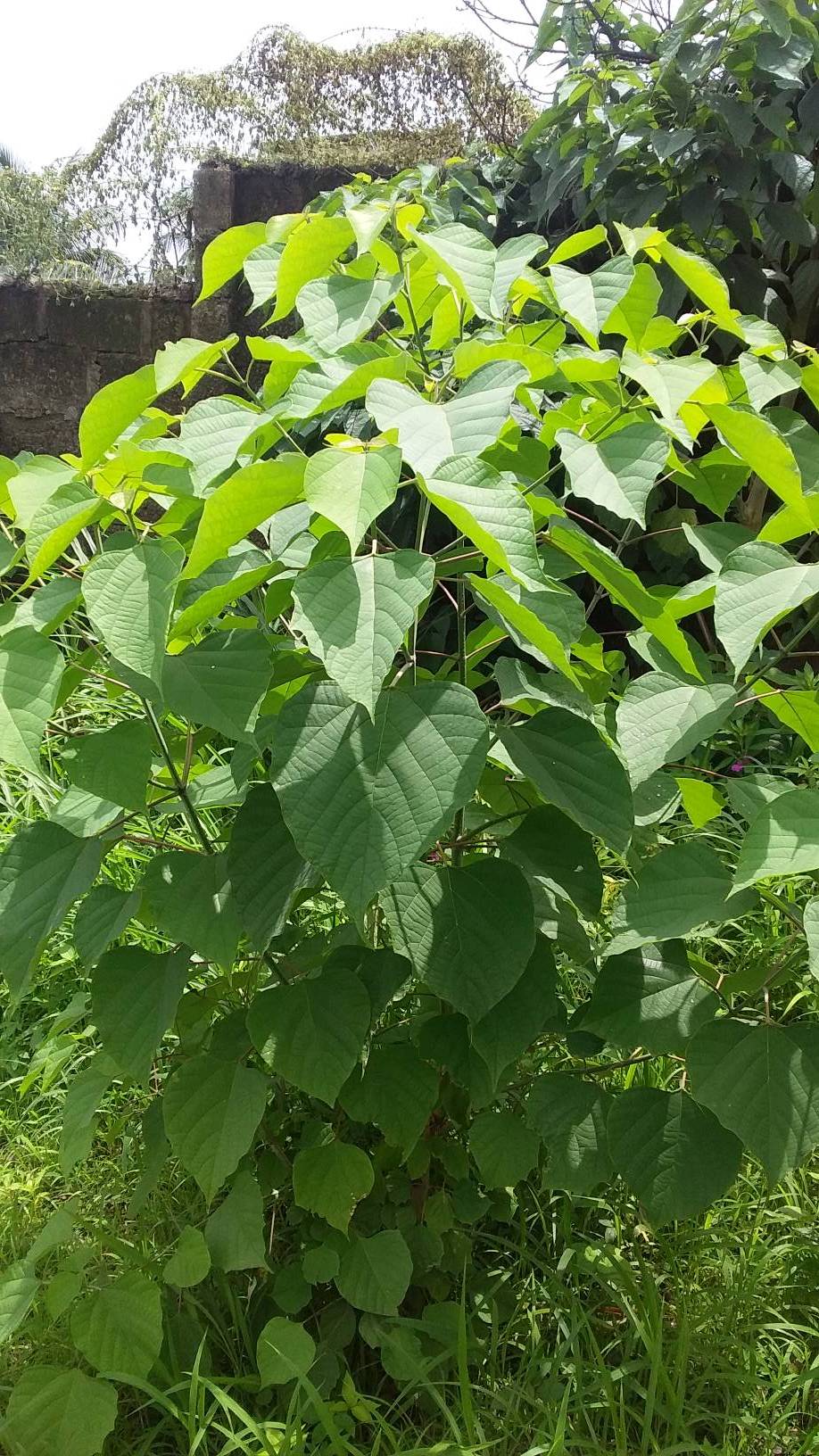 tree