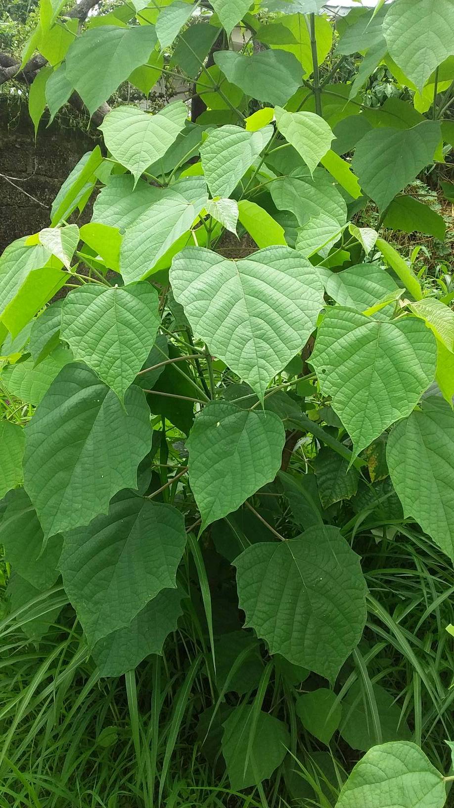 tree