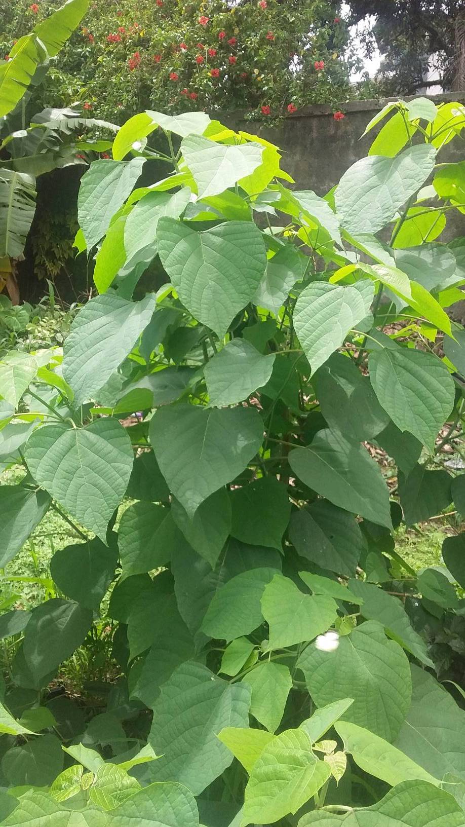 tree