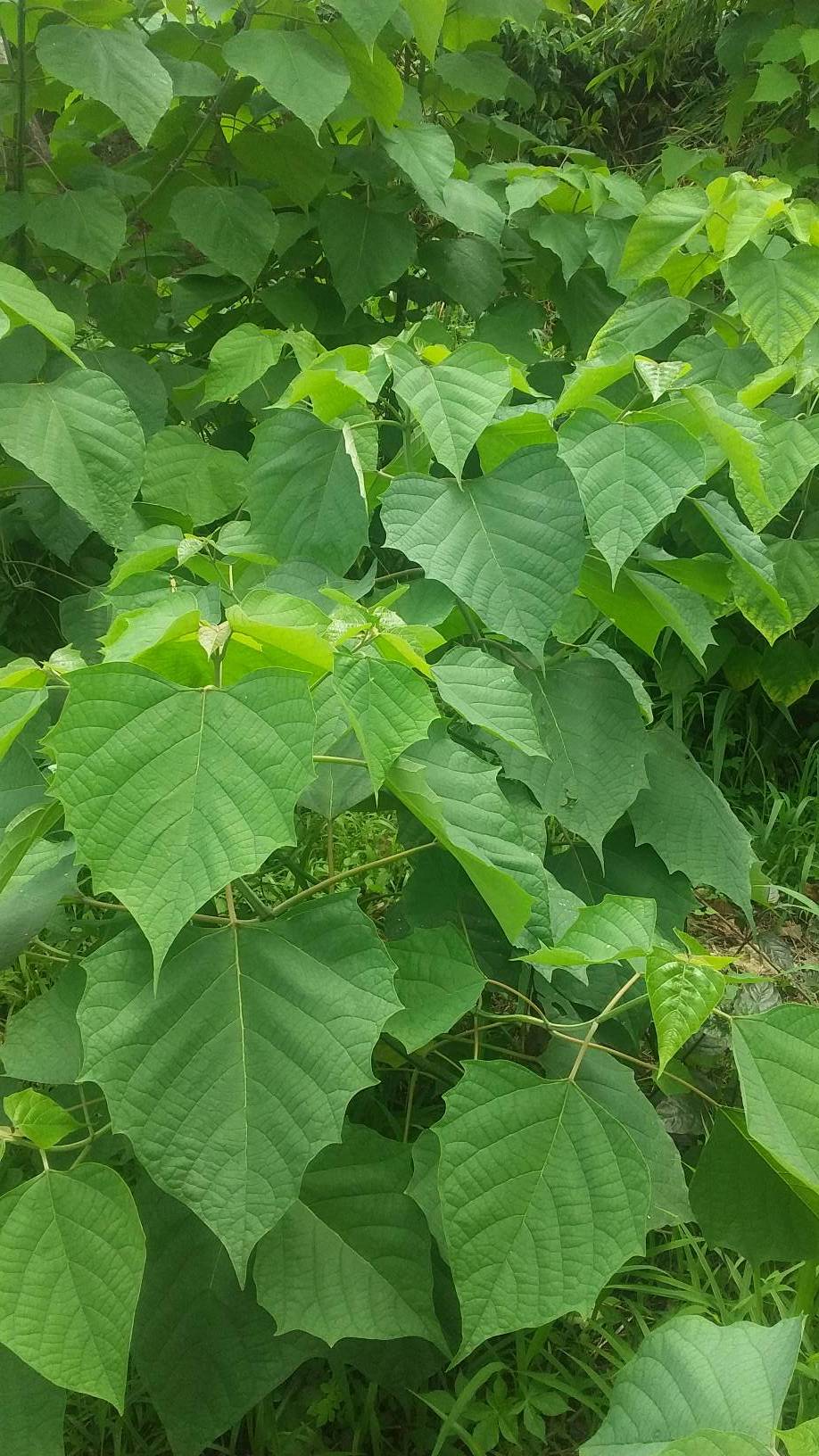 tree