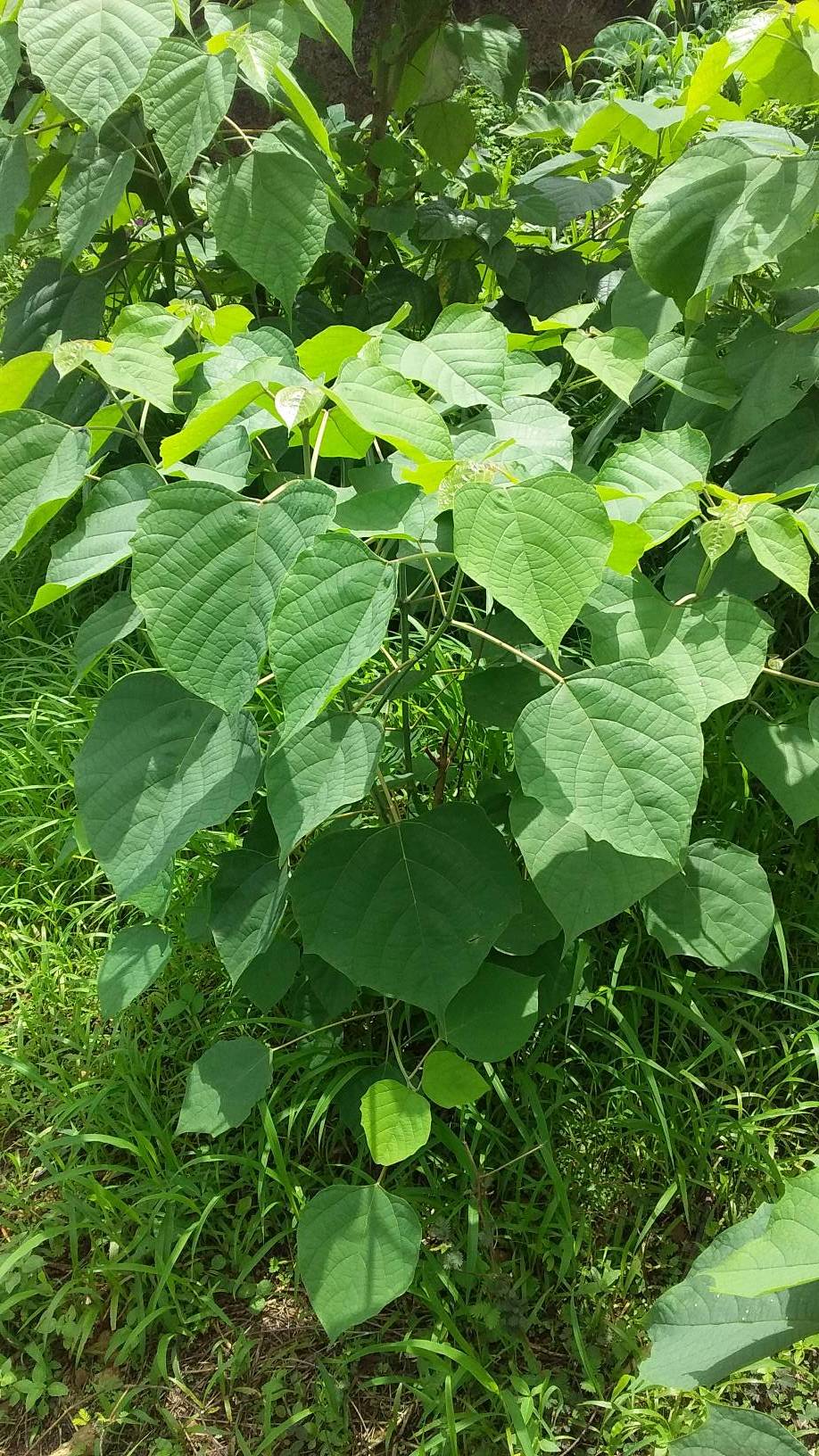 tree