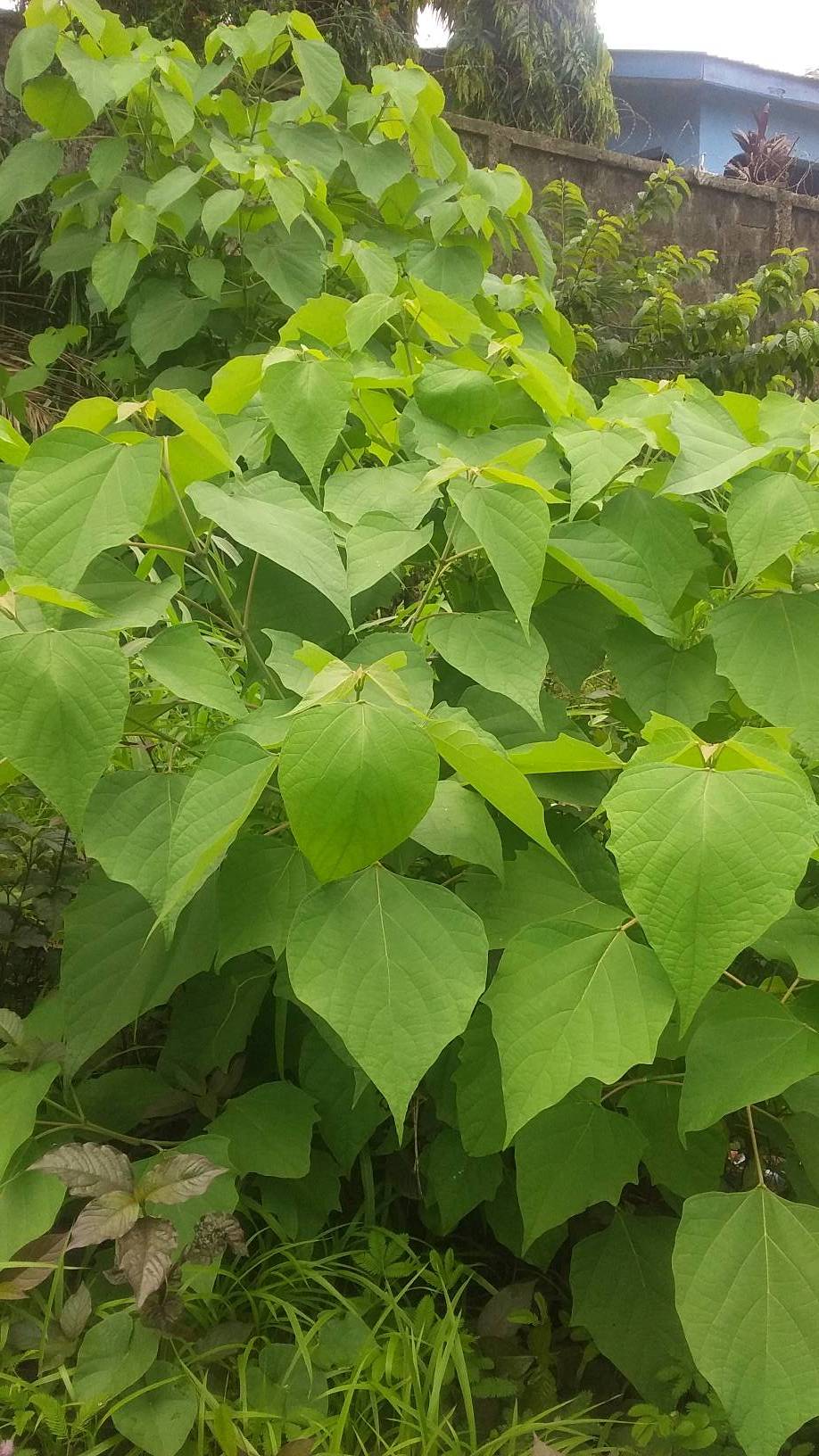 tree
