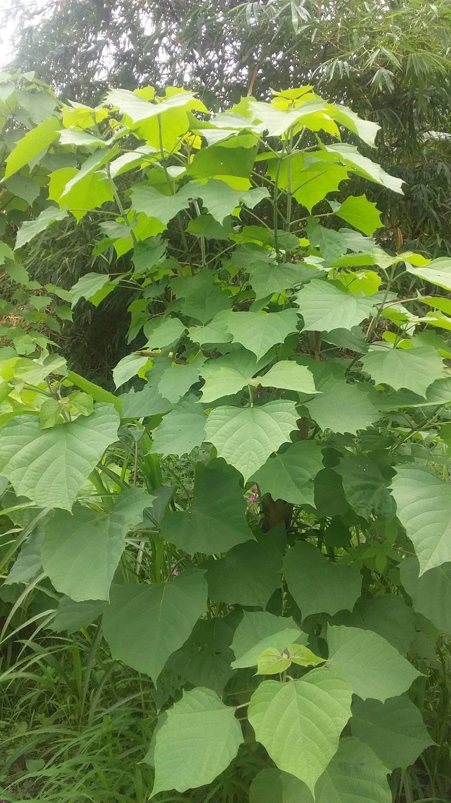tree