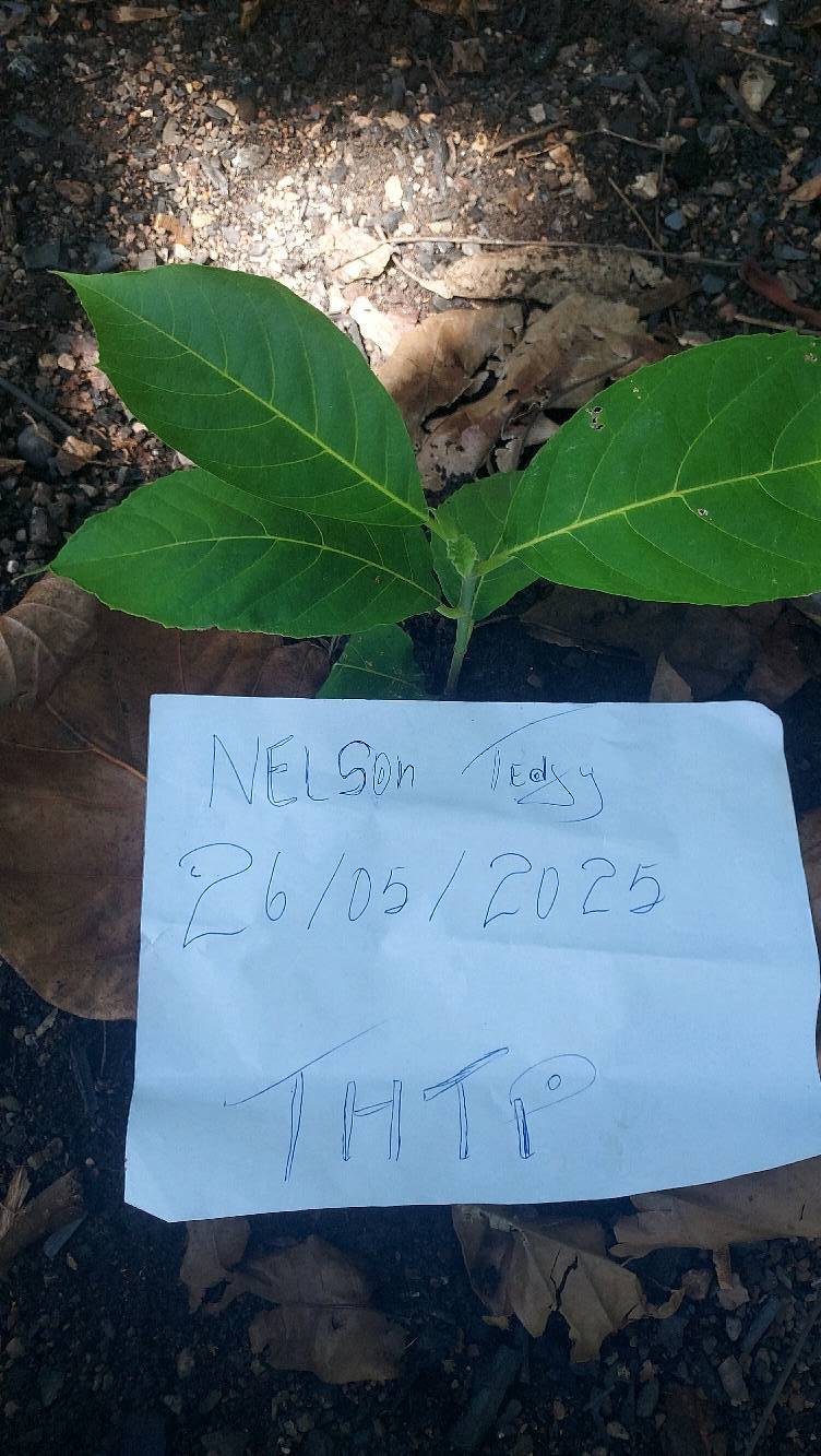 tree