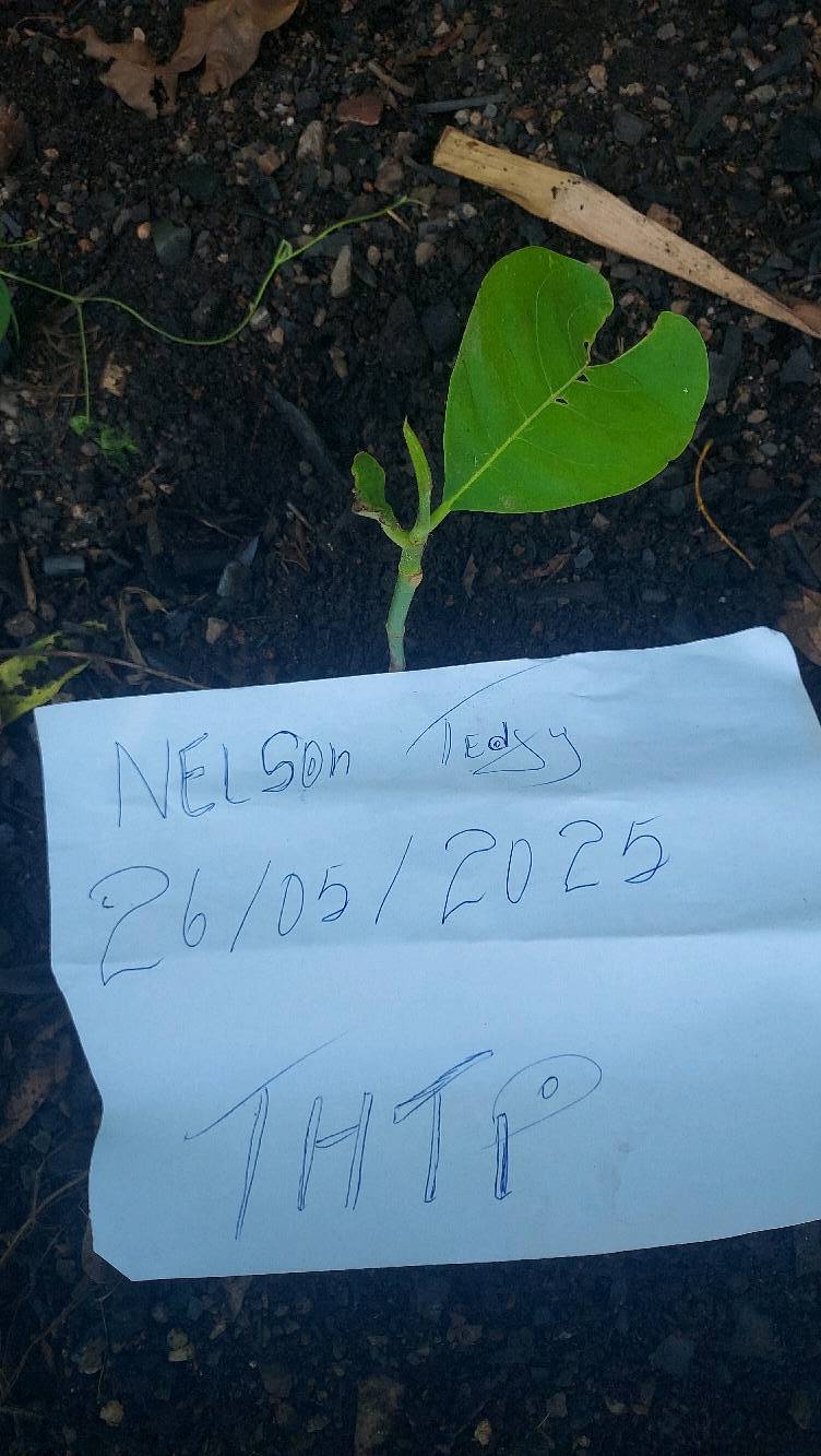 tree