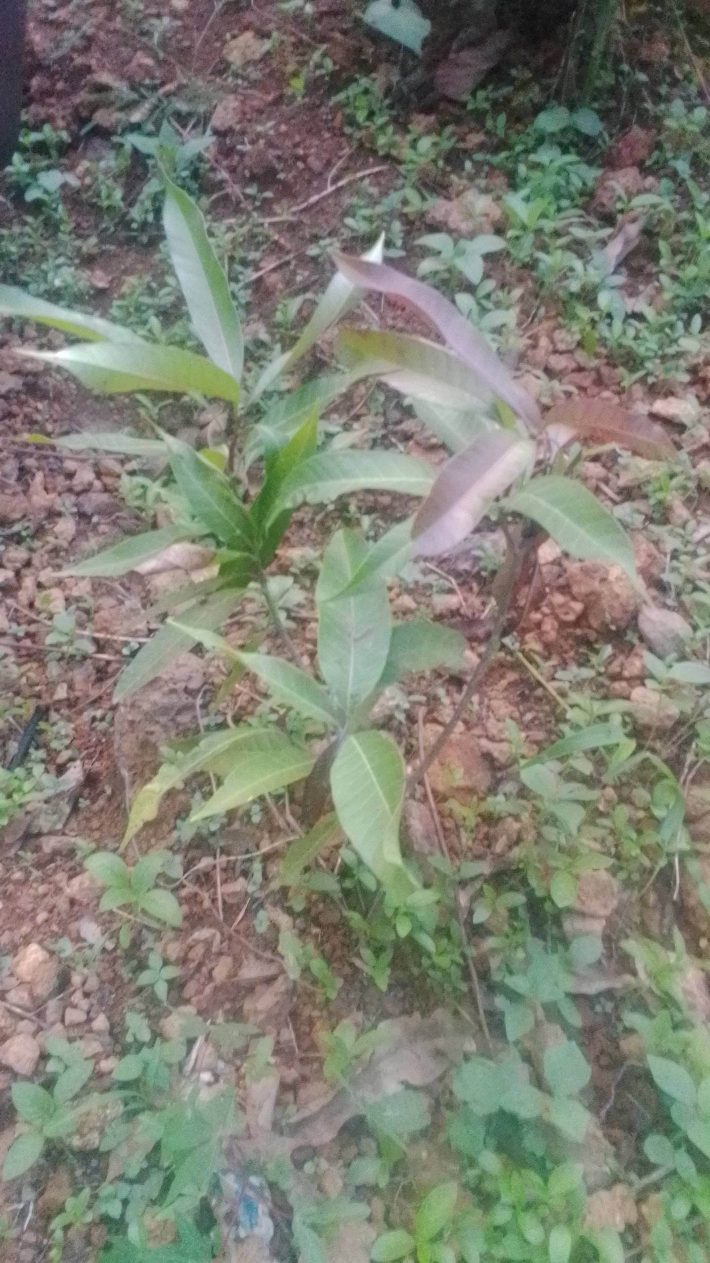 tree
