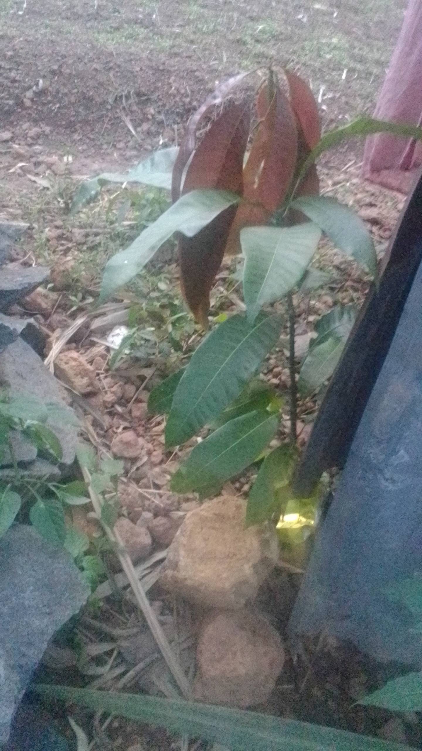 tree