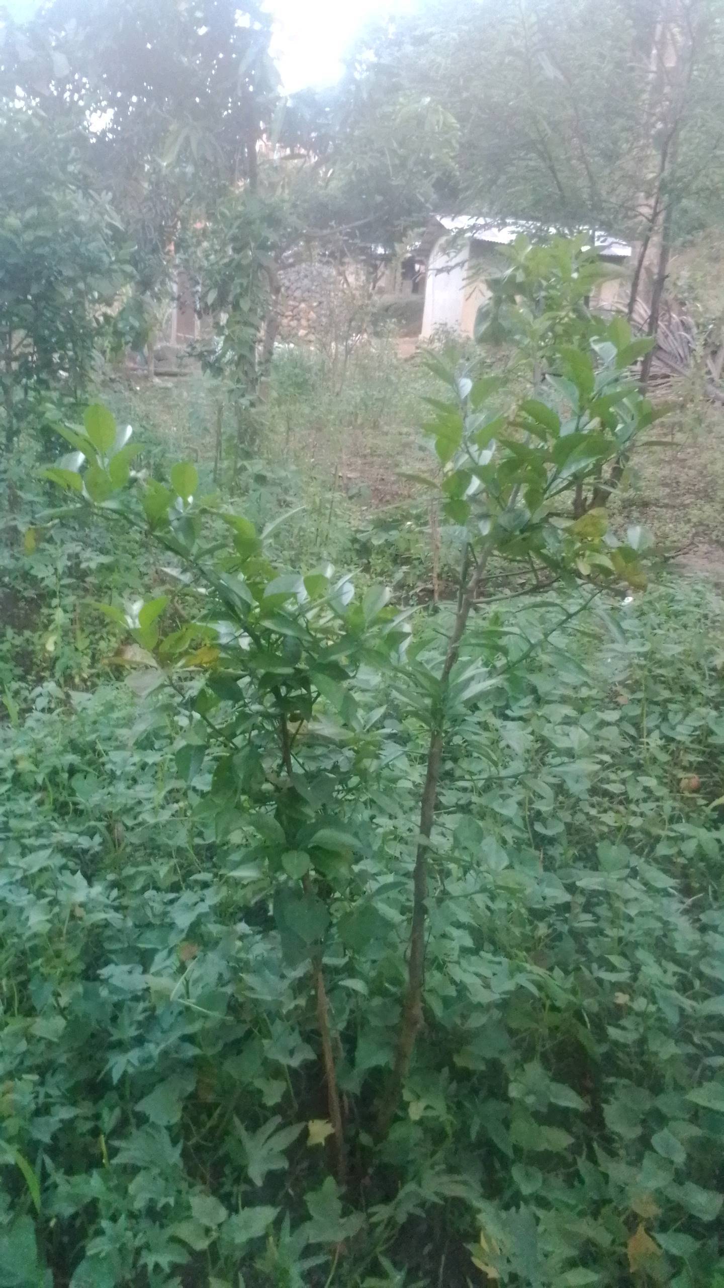 tree
