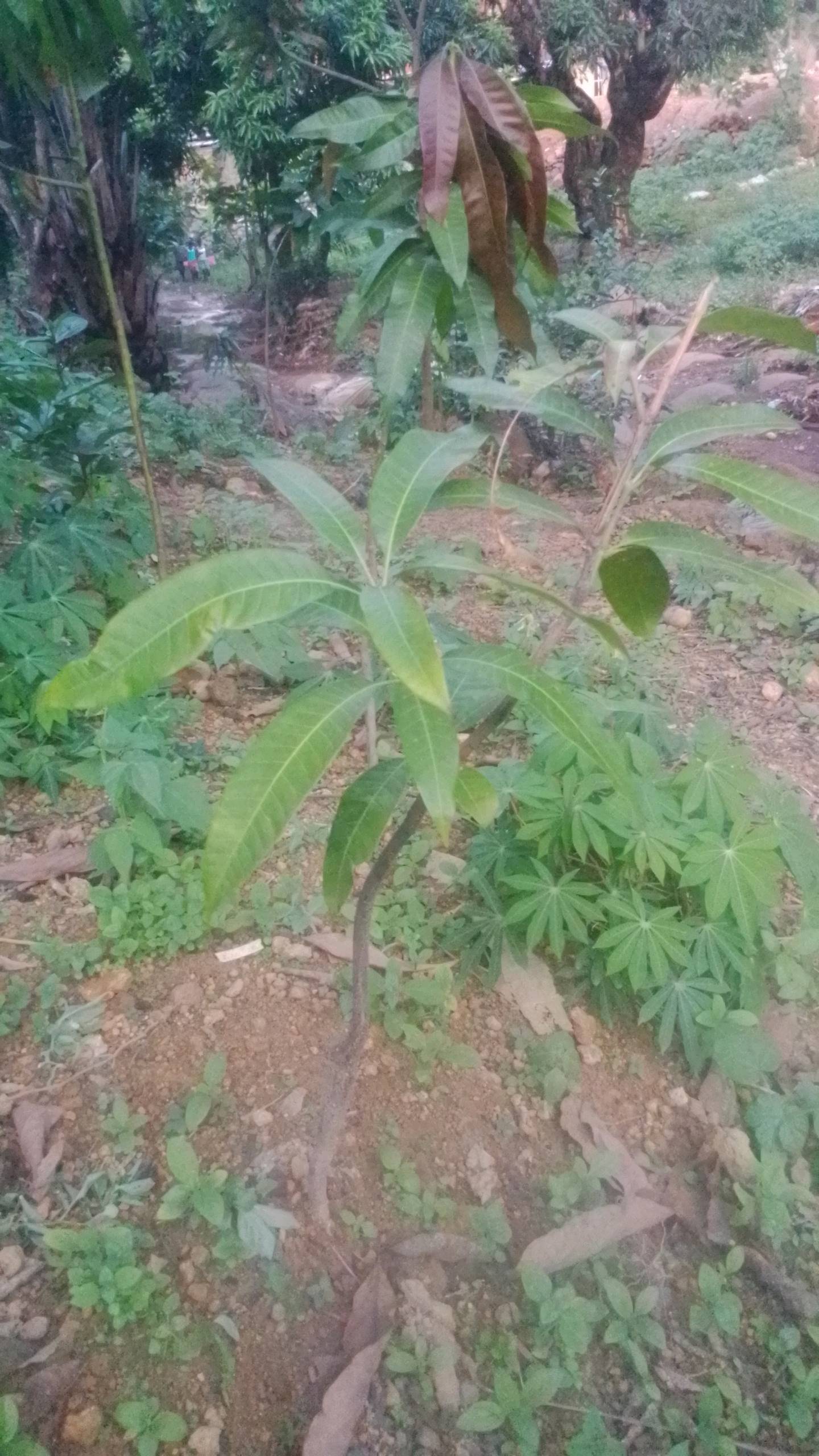 tree