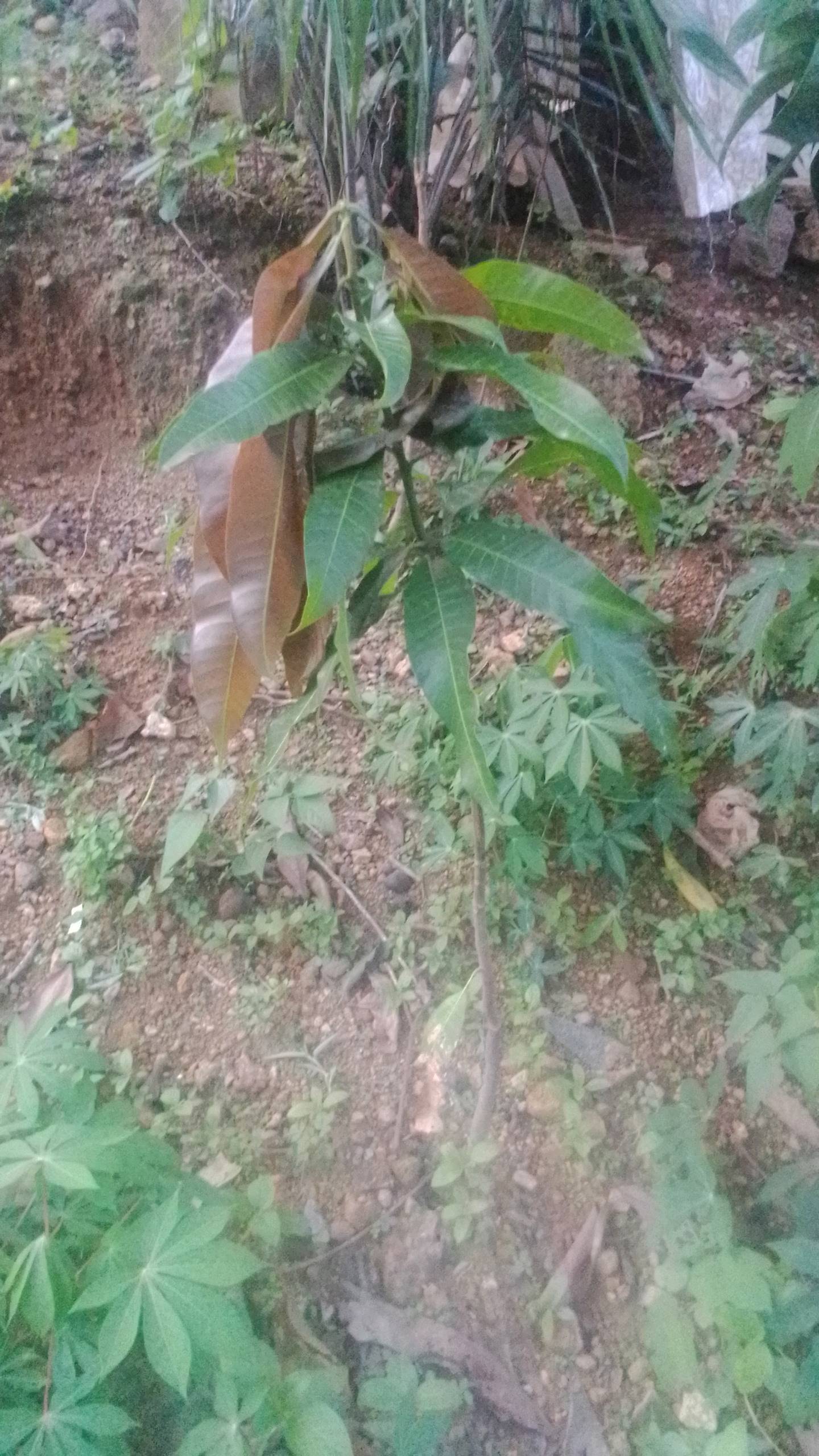 tree