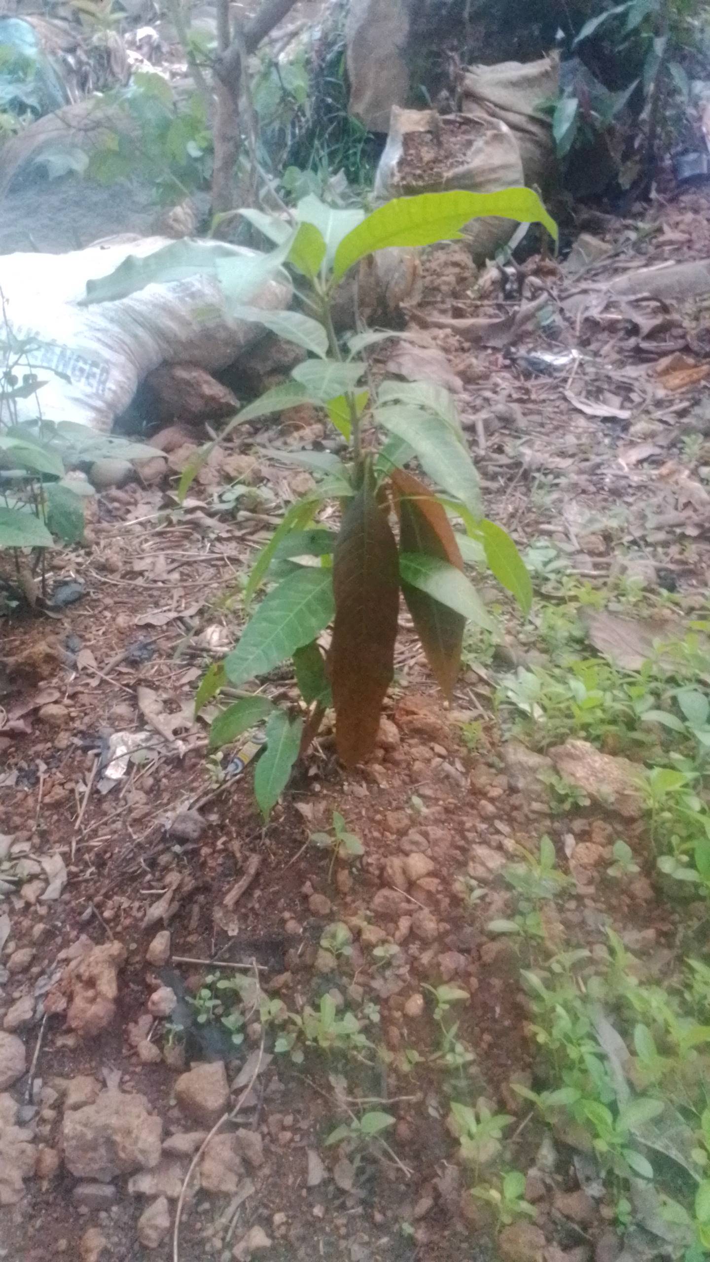 tree