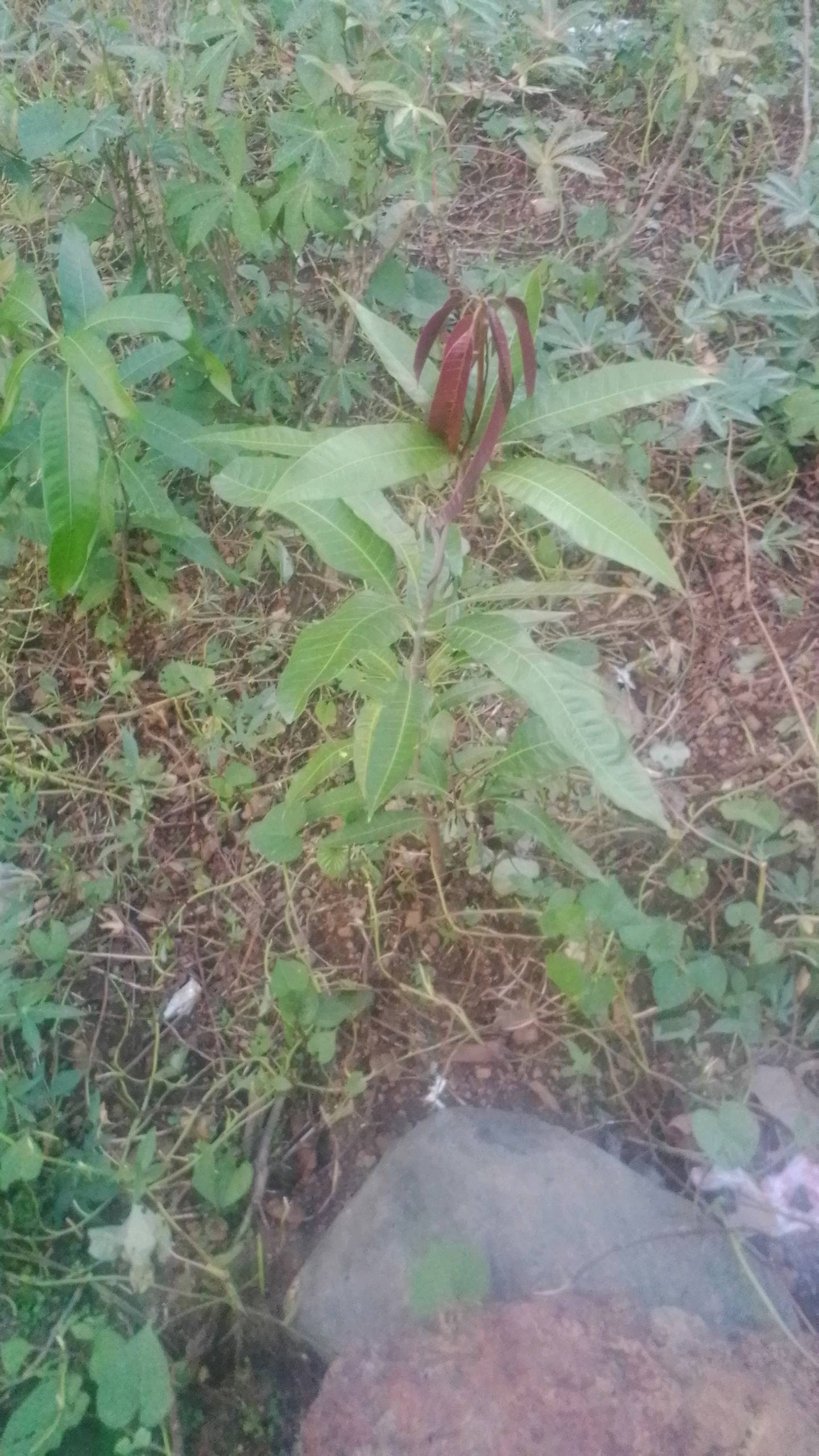 tree
