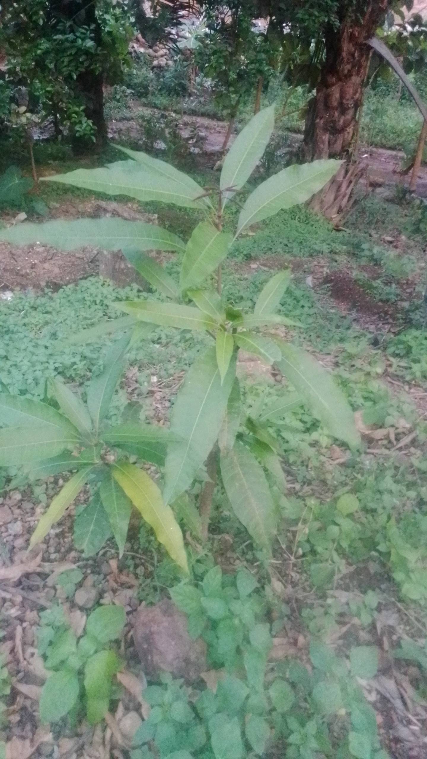 tree