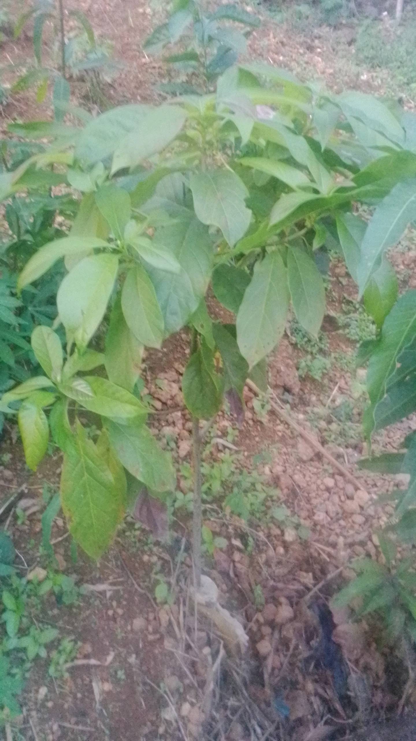 tree