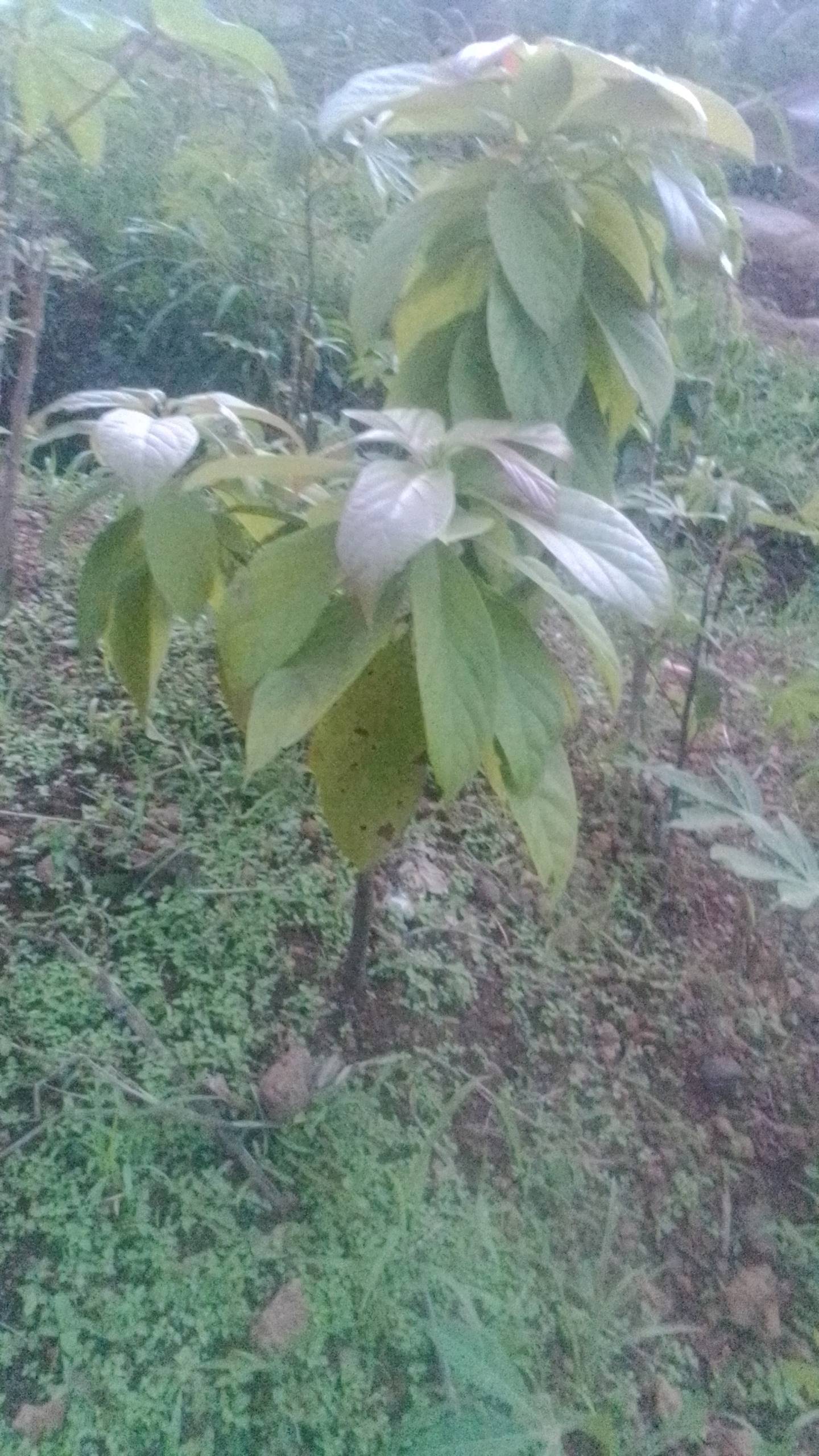 tree