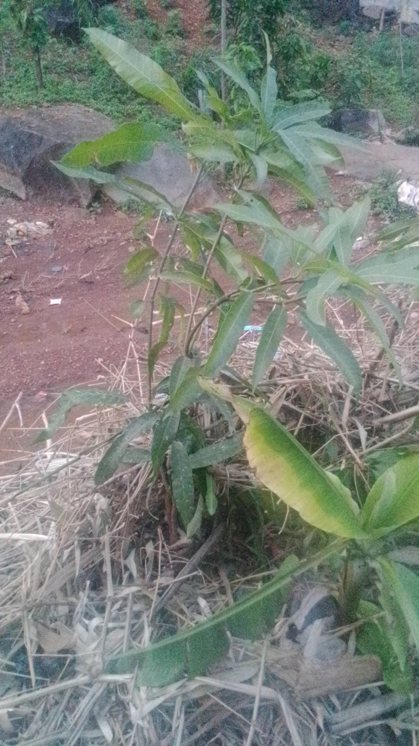 tree