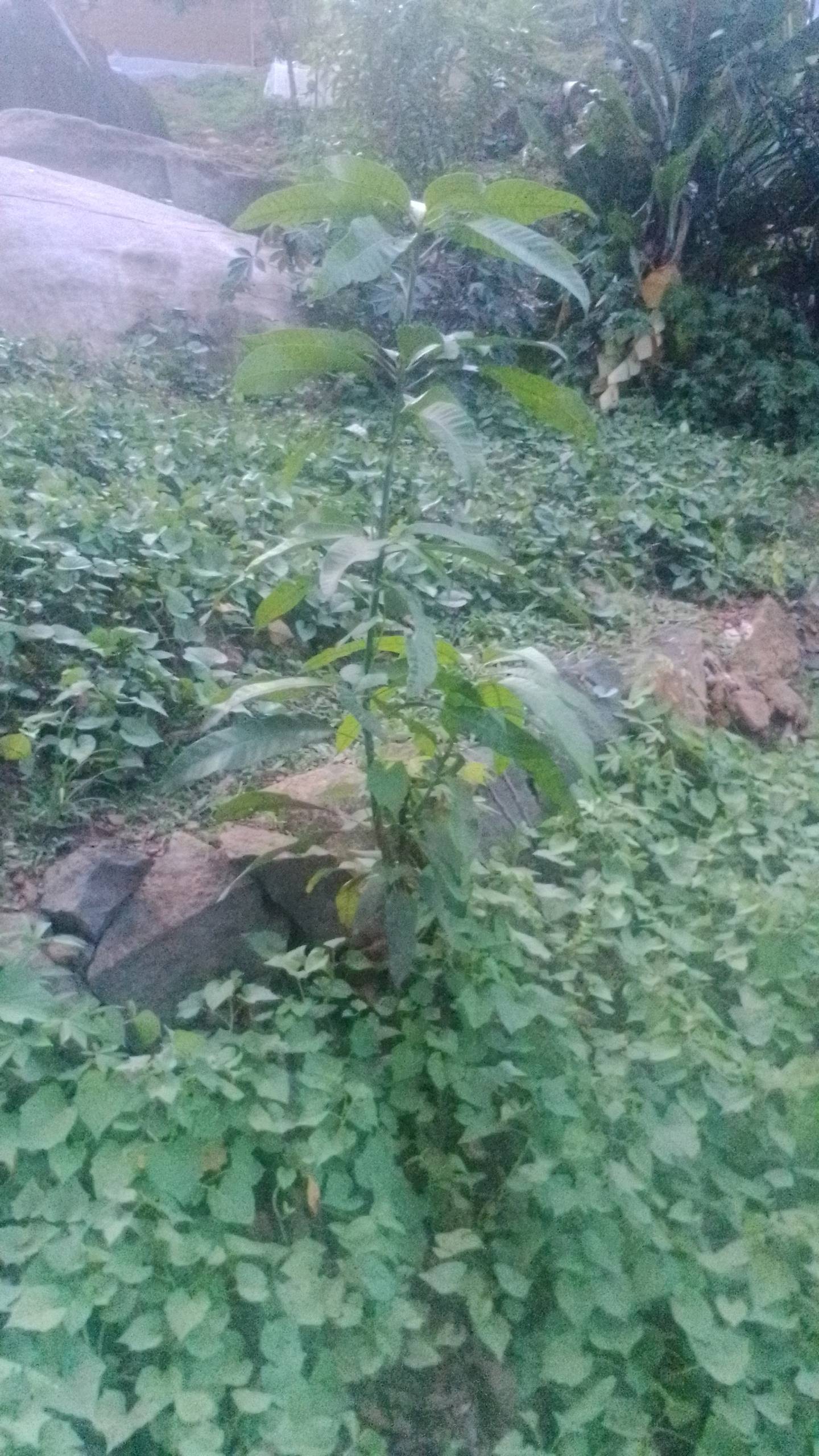 tree