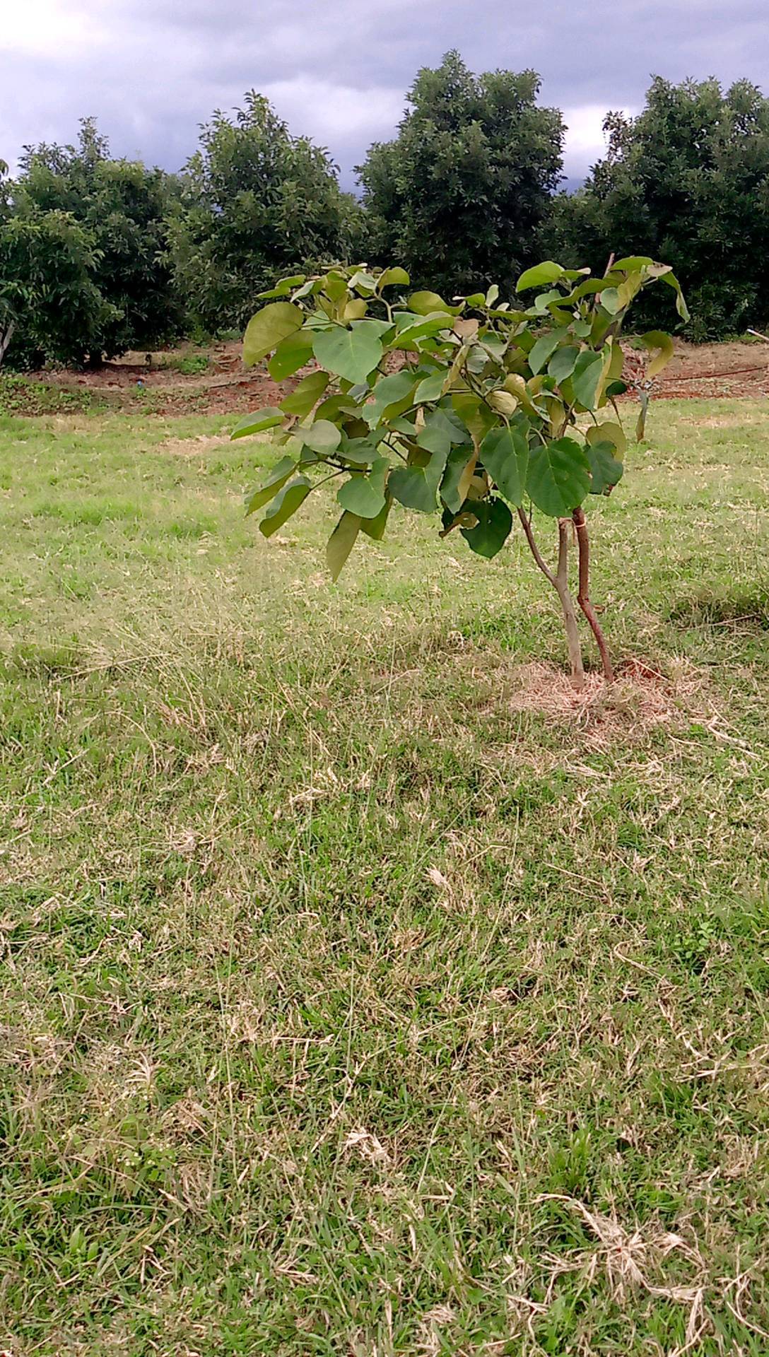 tree