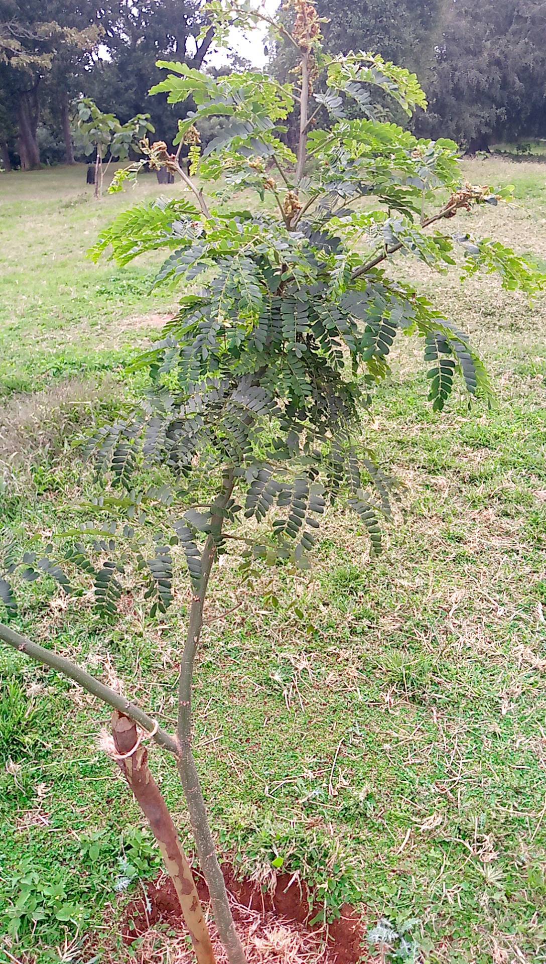 tree