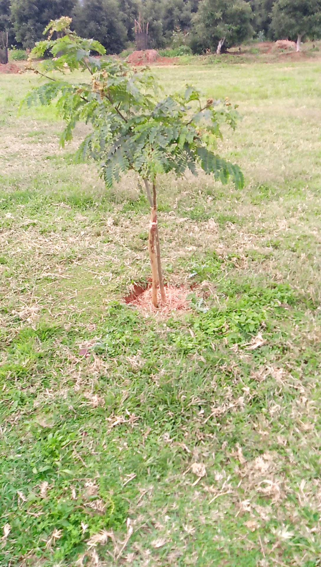 tree