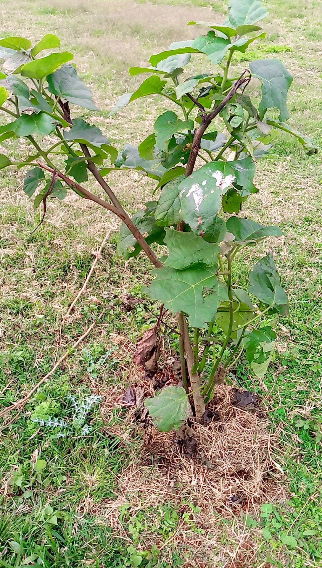 tree