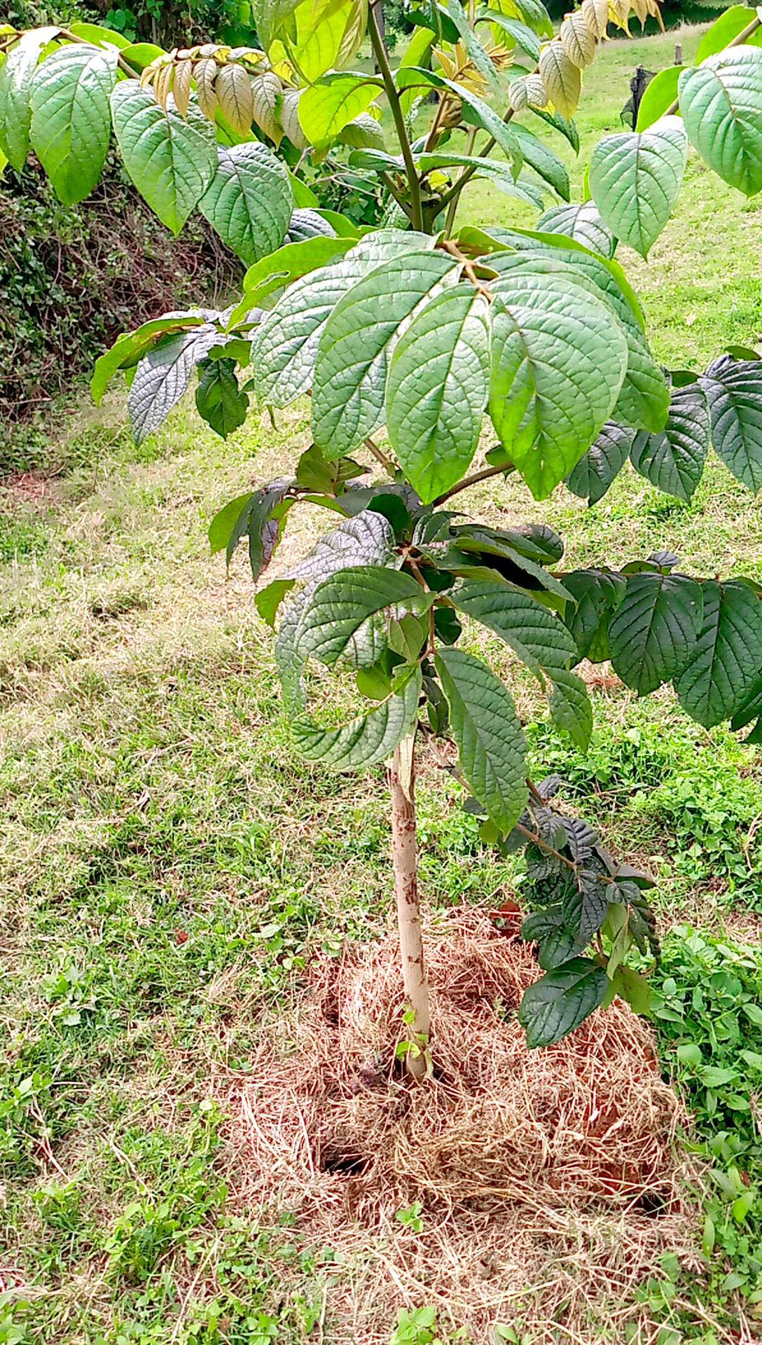 tree