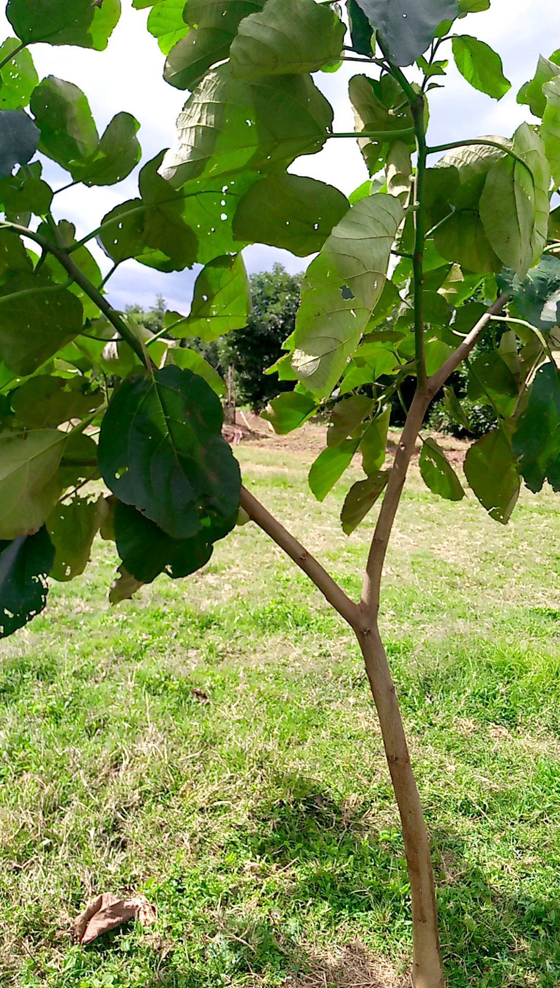 tree