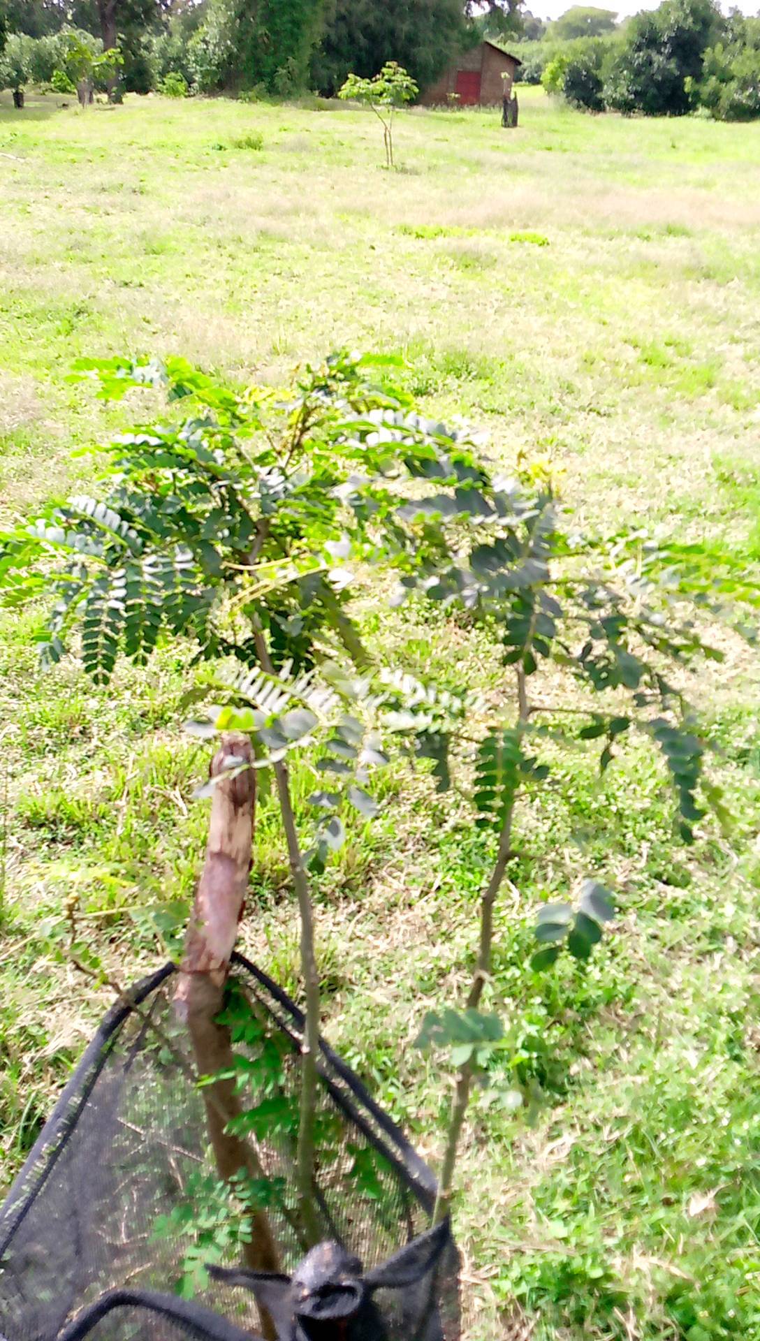 tree