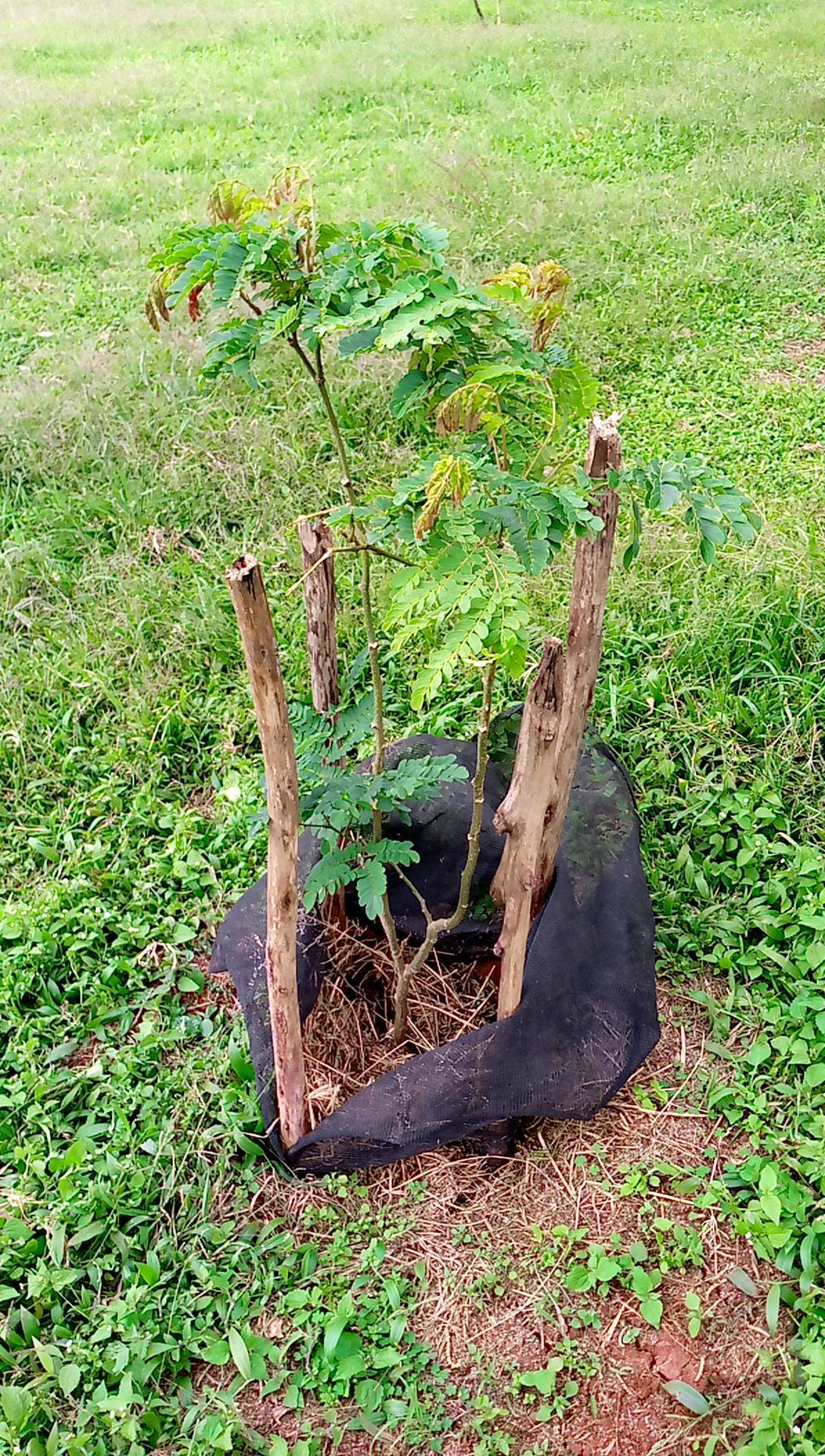 tree