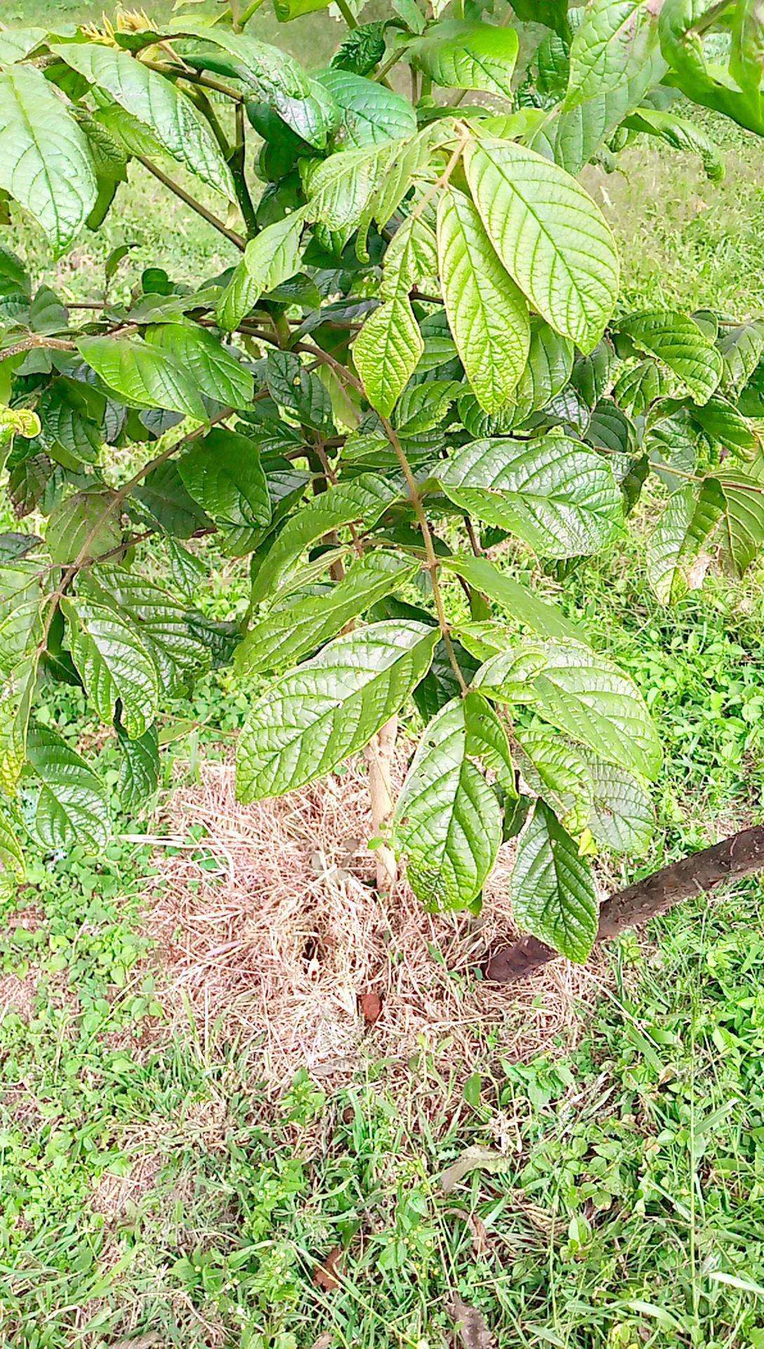 tree