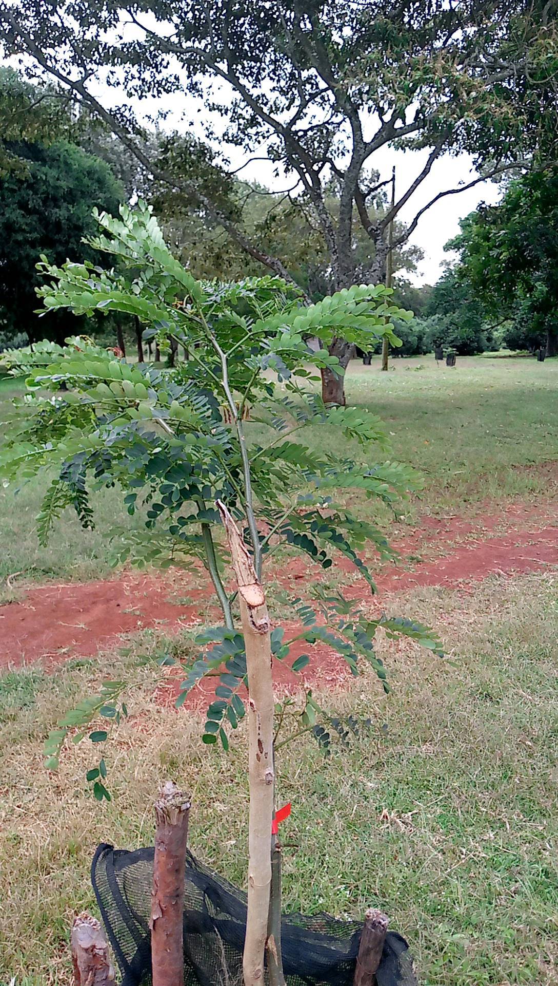 tree