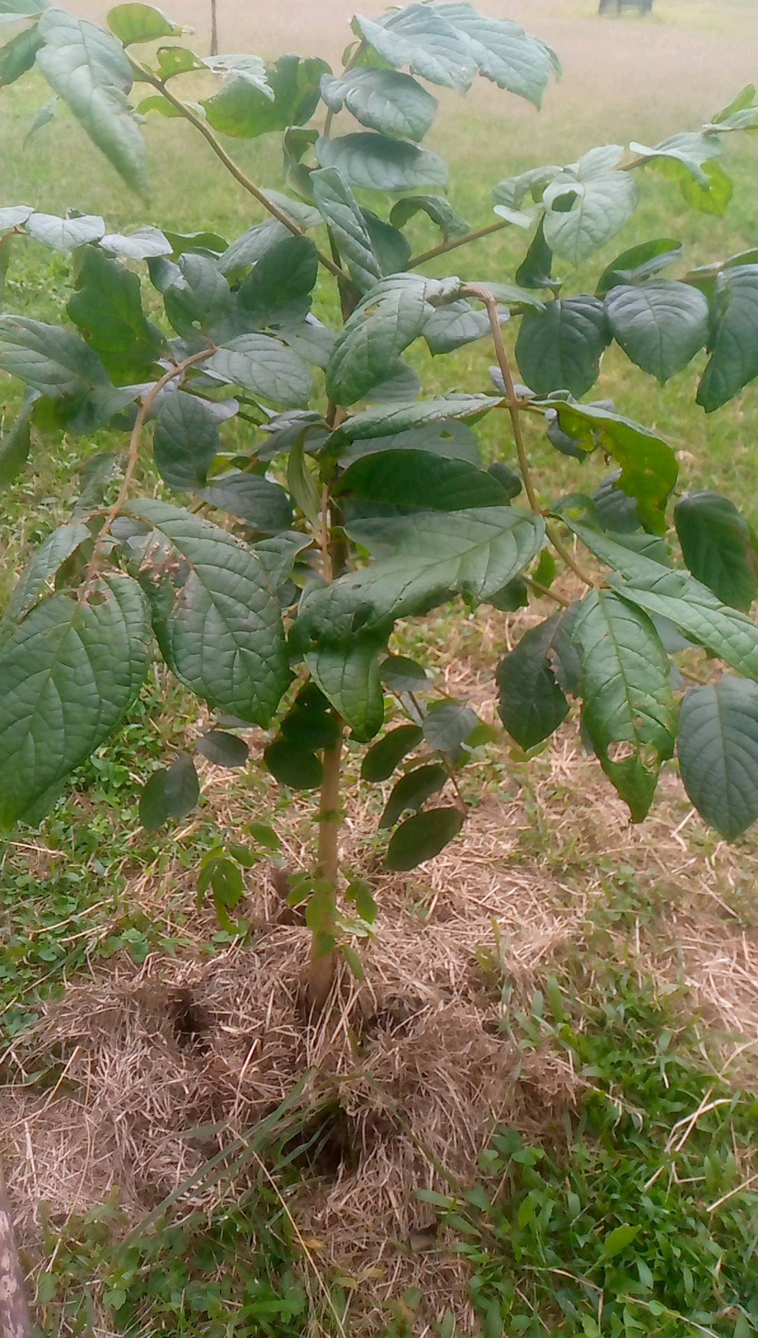 tree