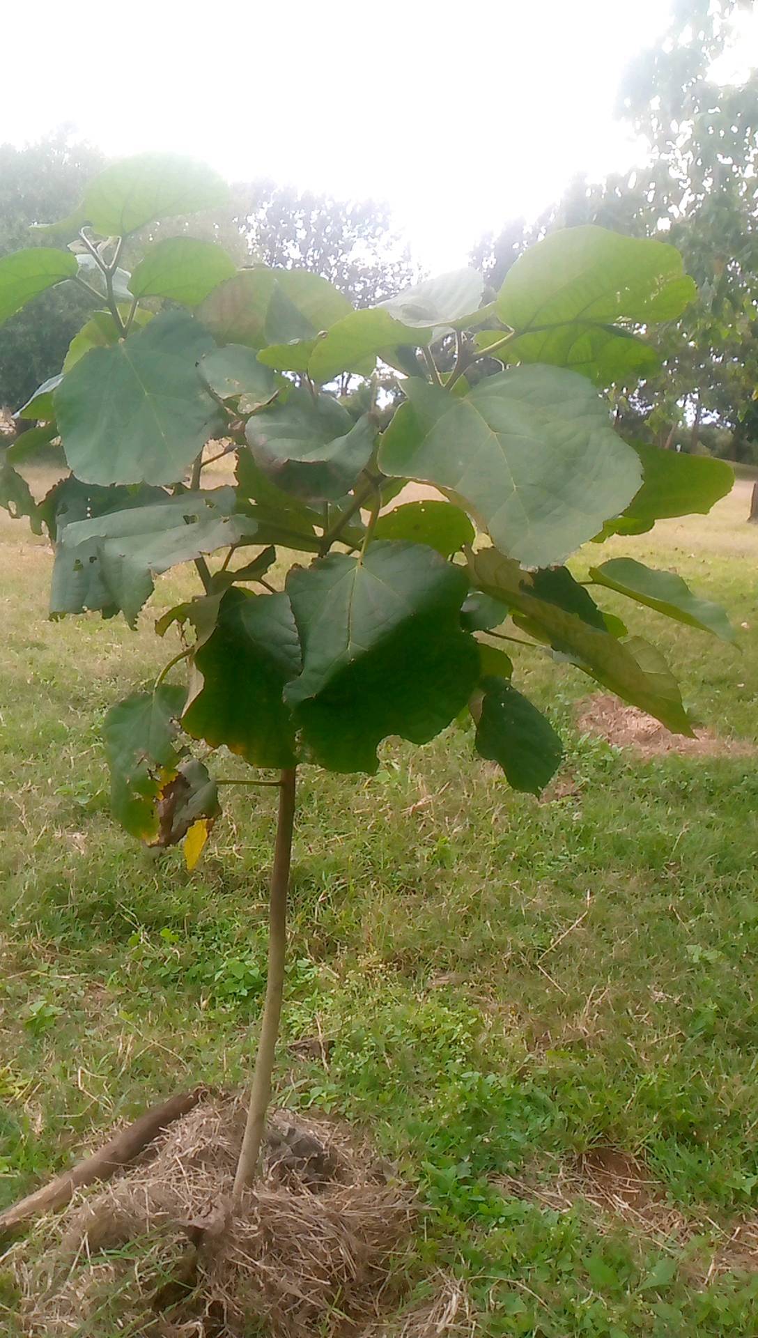 tree