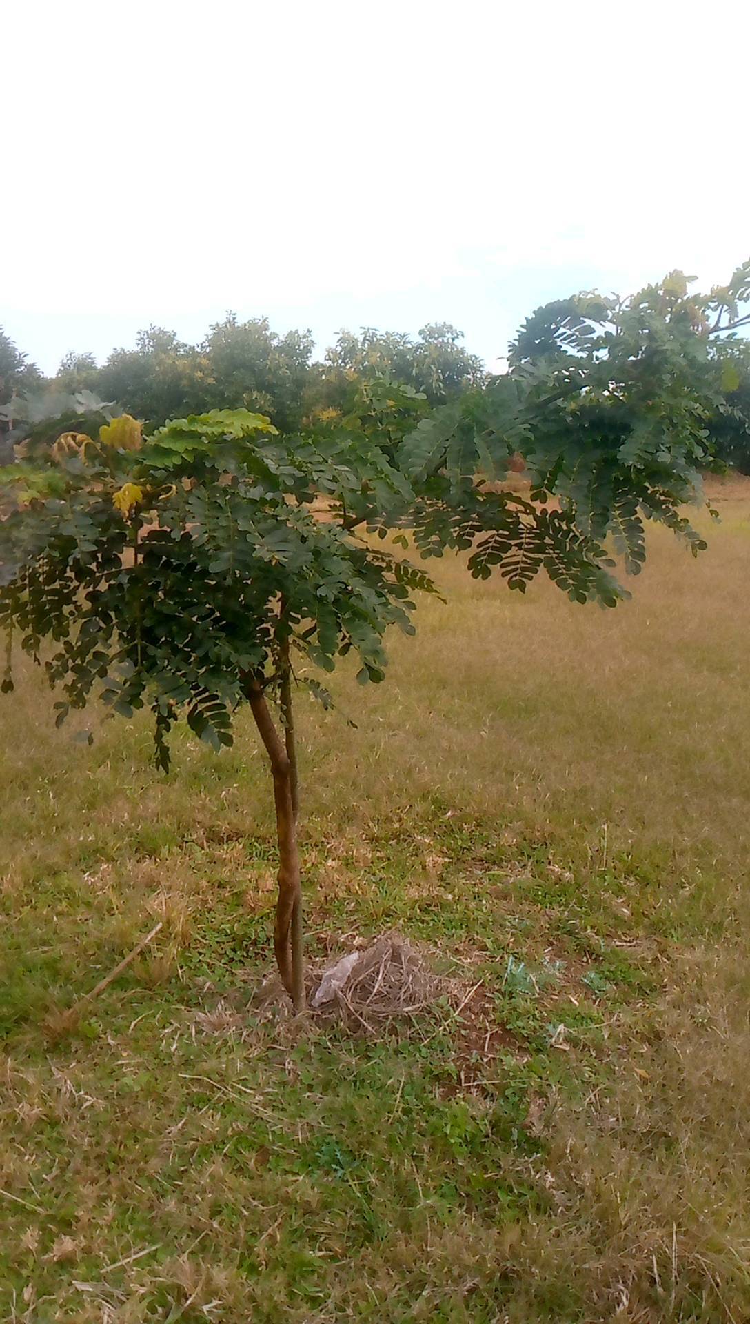tree