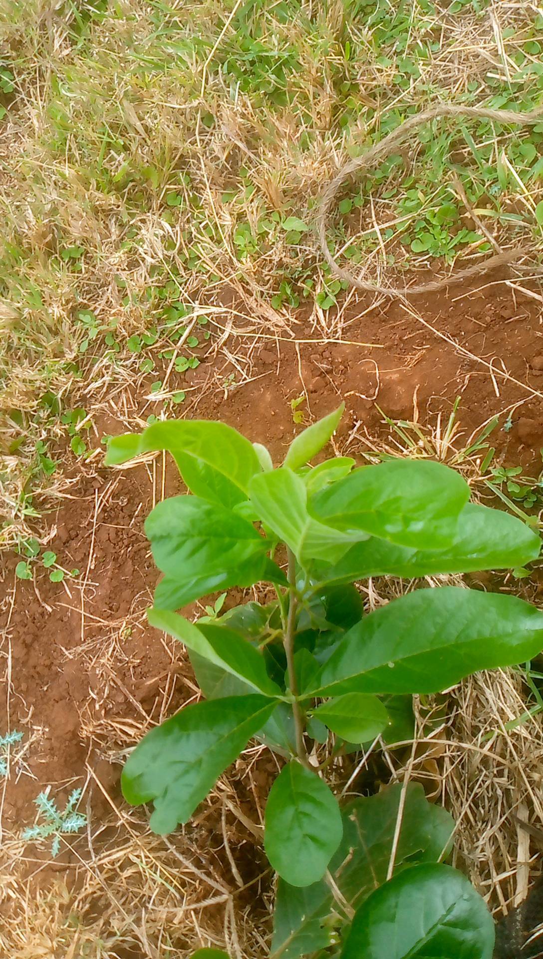 tree