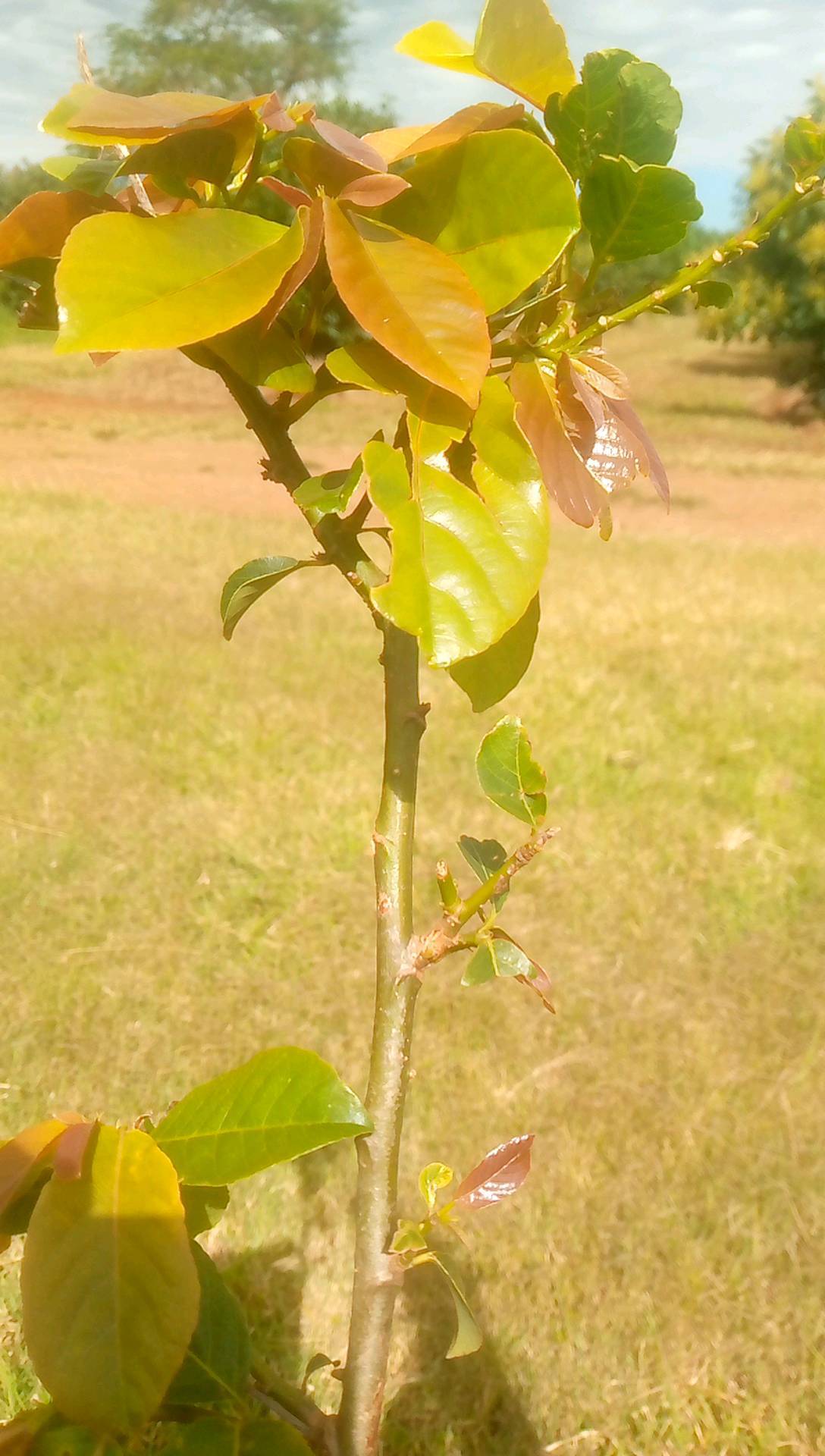 tree