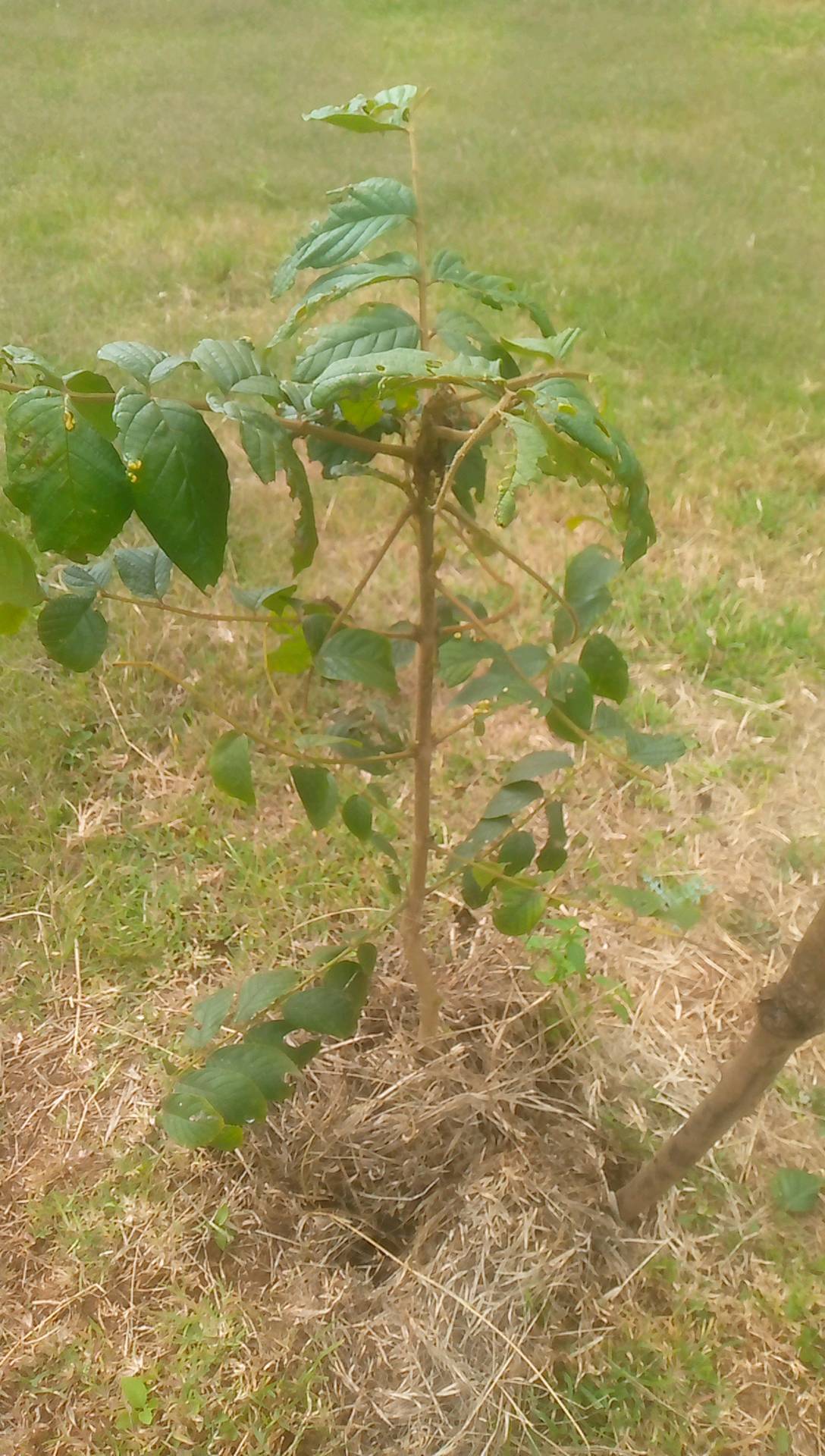 tree