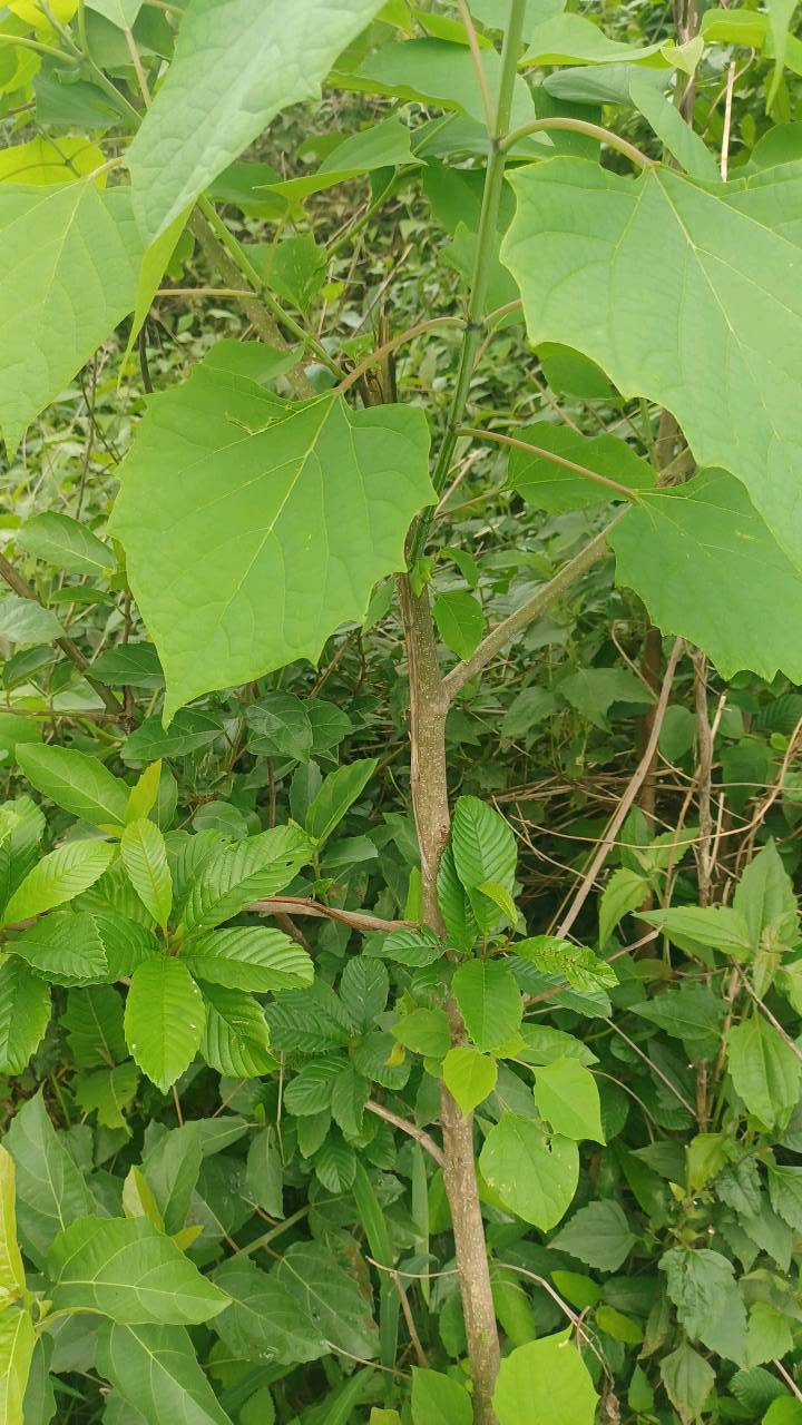 tree