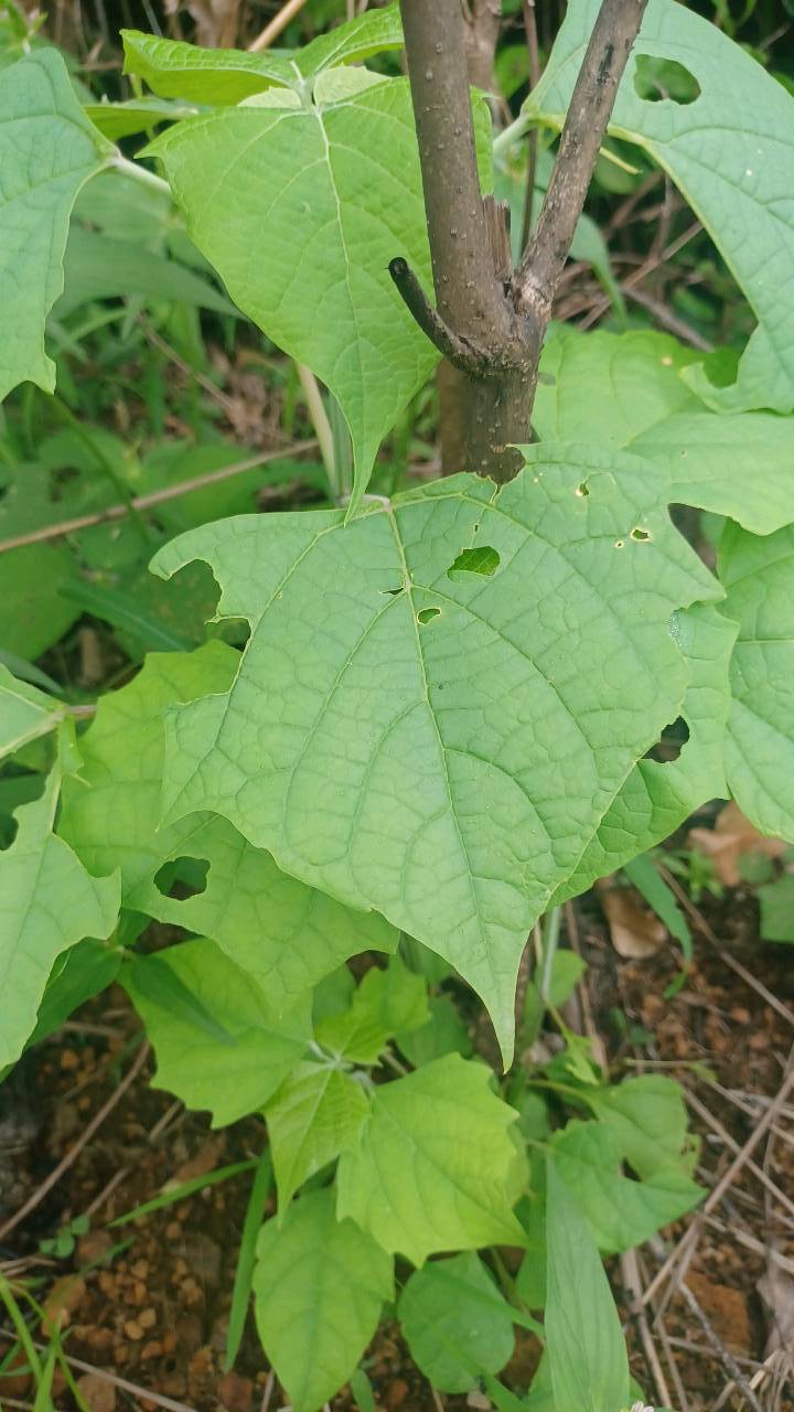 tree