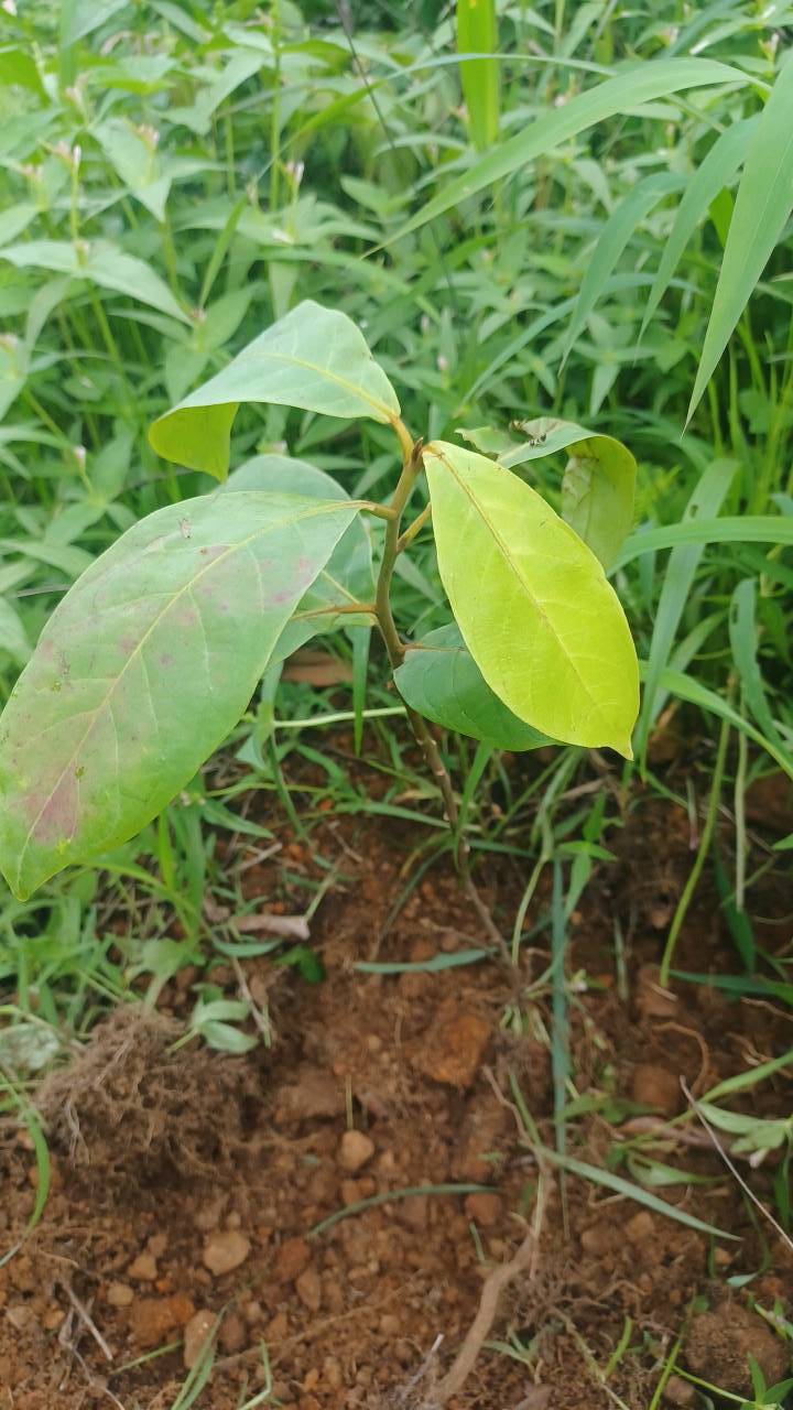 tree