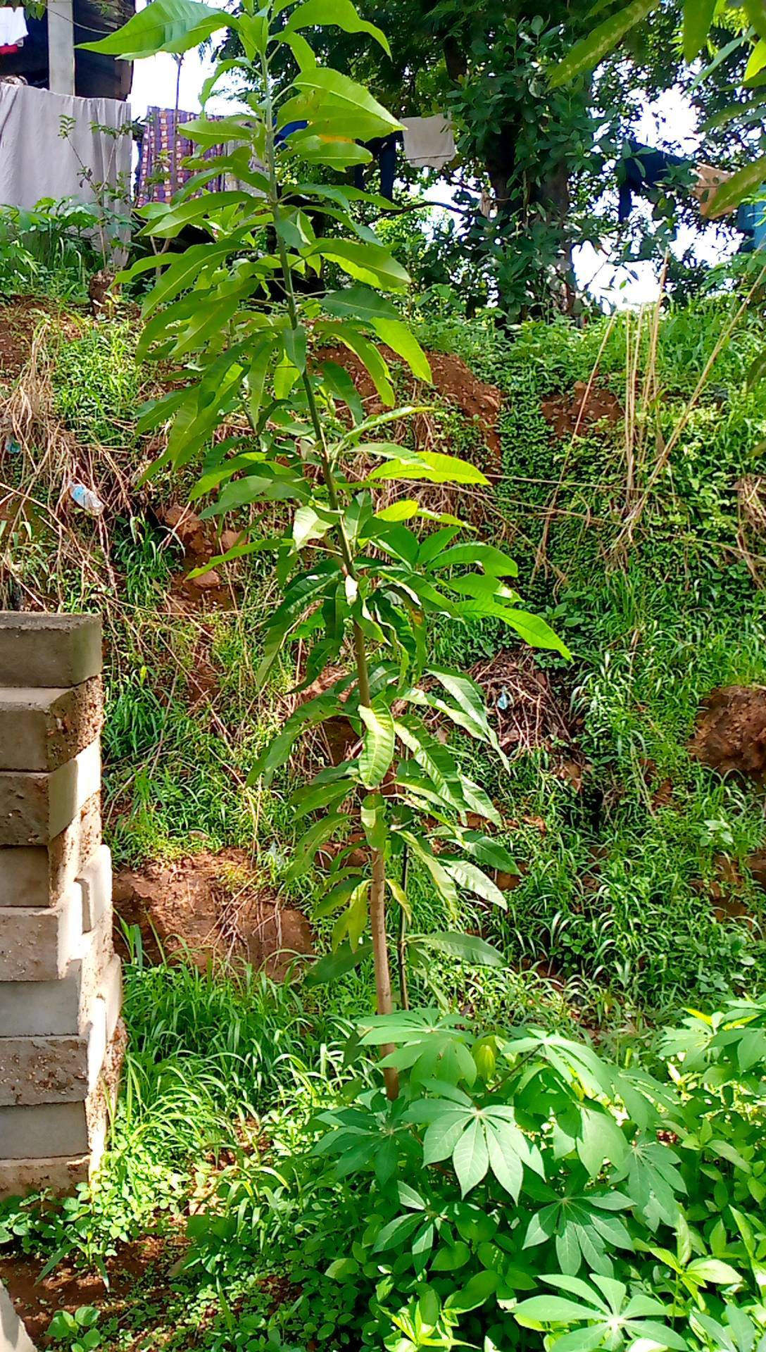 tree