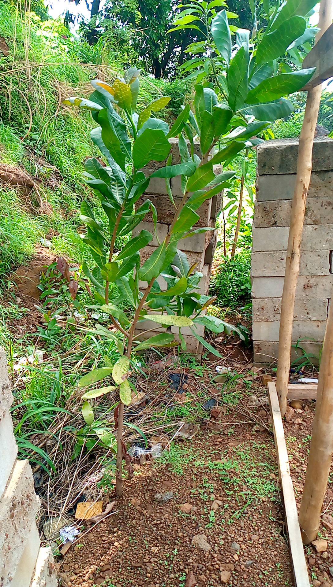 tree