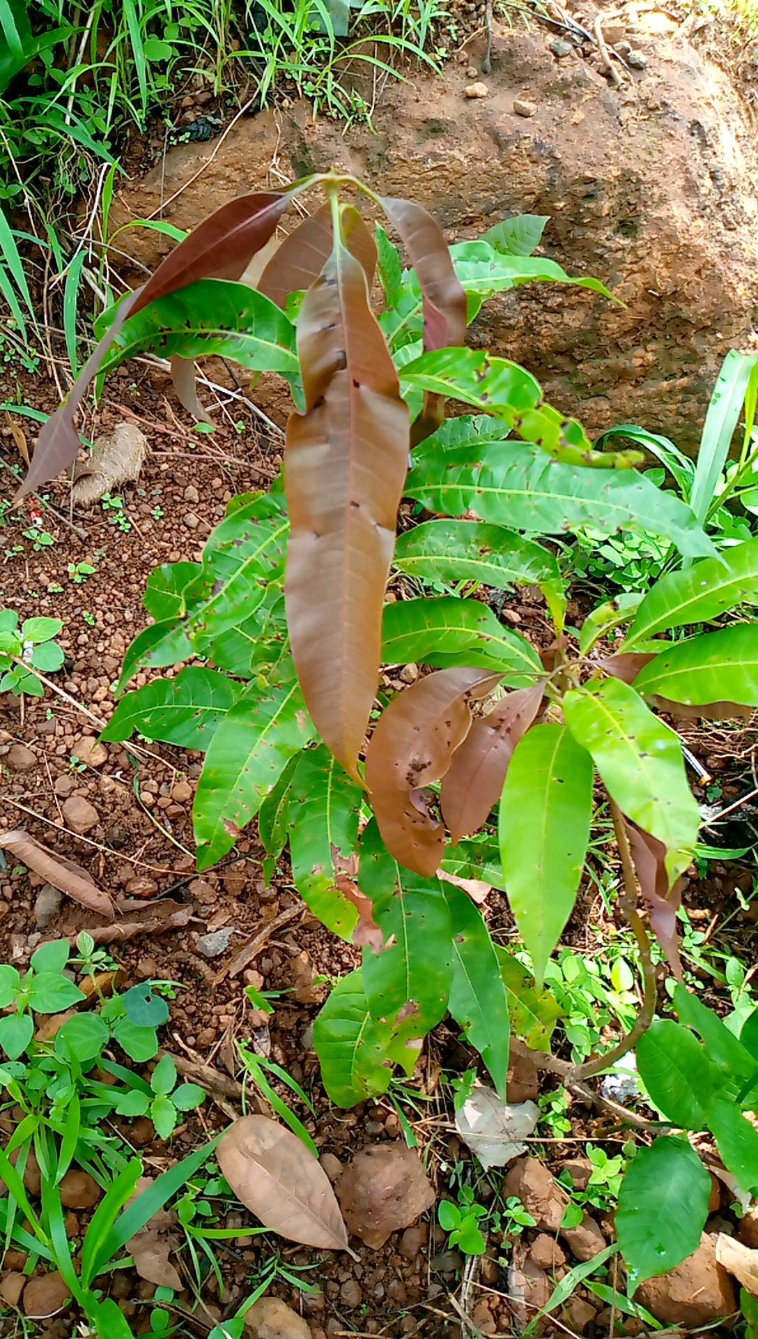 tree